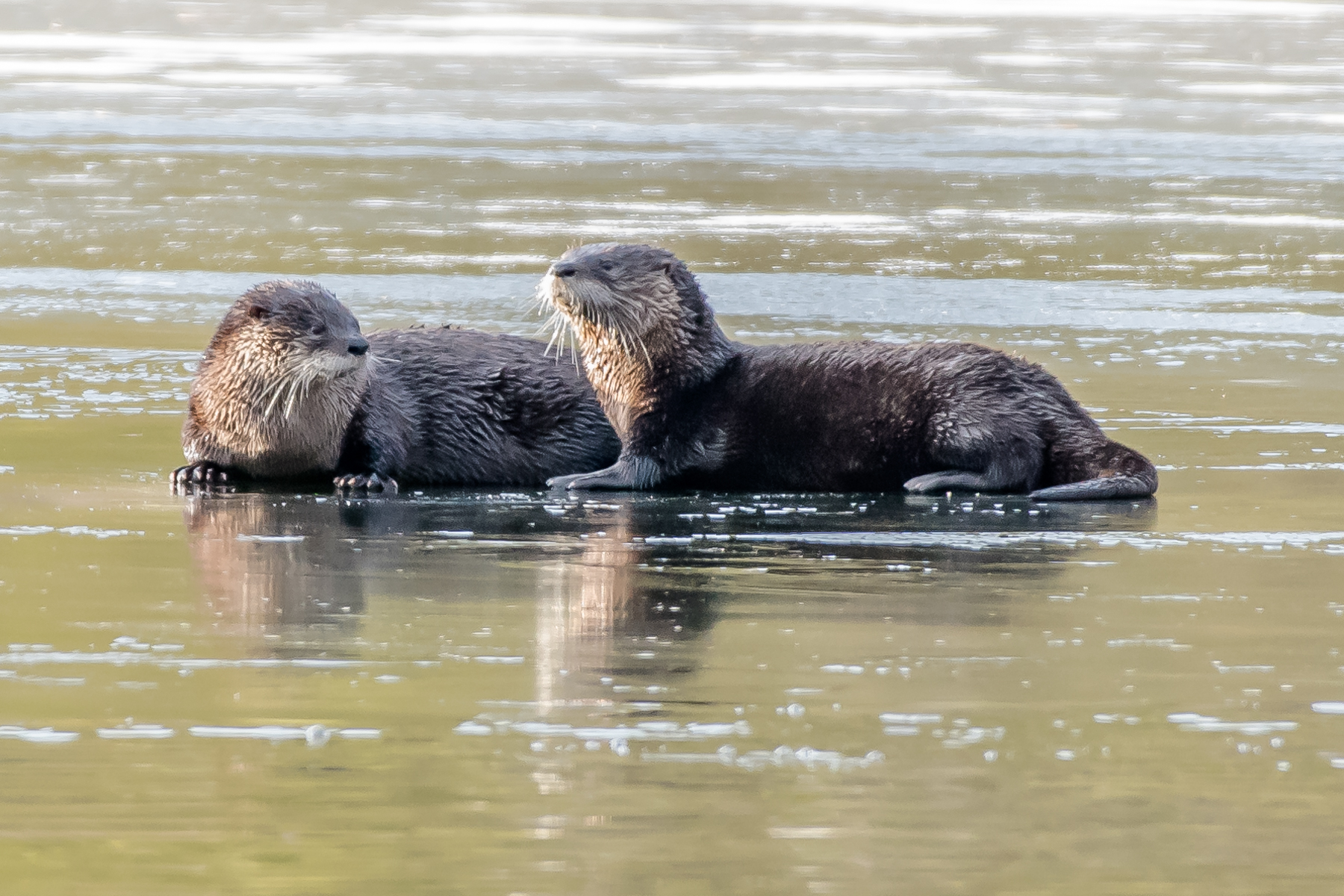   A close look at the faces of the river otters, &nbsp;cute huh? &nbsp;  