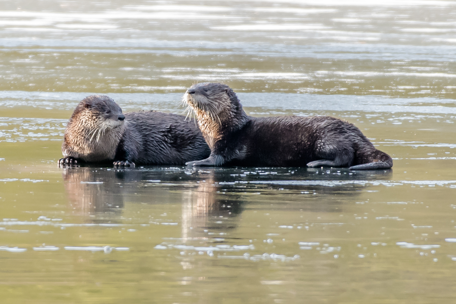 A close look at the faces of the river otters, cute huh? 