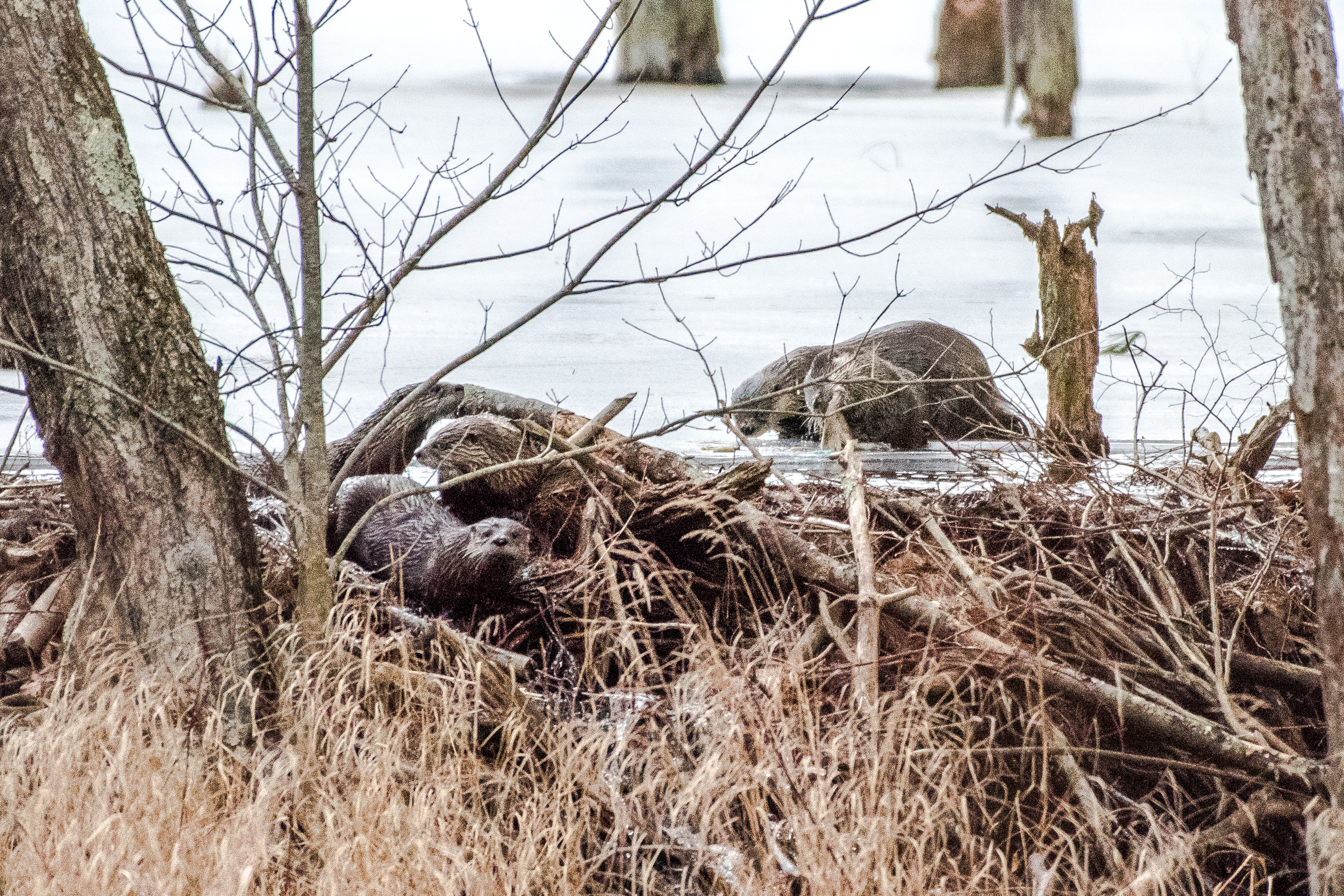 Fresh fish for breakfast. Can you see all 5 otters in this photo? 2/23/16