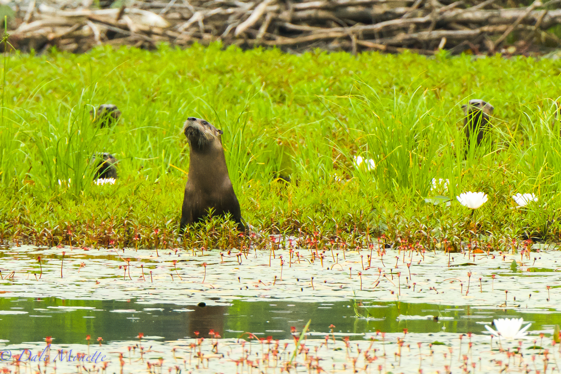 Here is the same adult otter as in the previous photo with three young ones peeking at me from behind in the tall swamp grass.