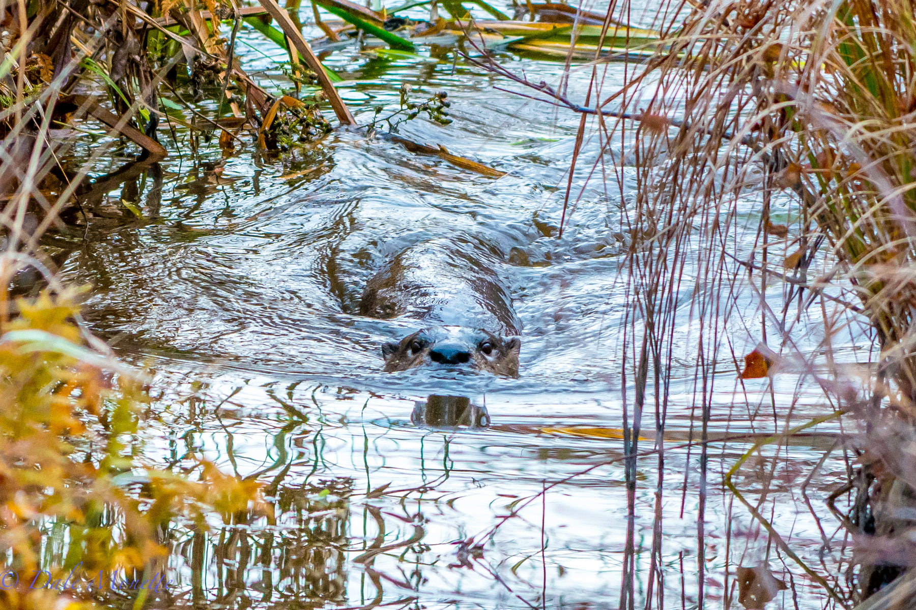   I was walking up a dirt road by a beaver pond early one morning in the fall and heard this racket coming from the outfall ditch from the pond. &nbsp;I spotted this otter going back and forth in the ditch fishing for small fish or frogs. &nbsp;  