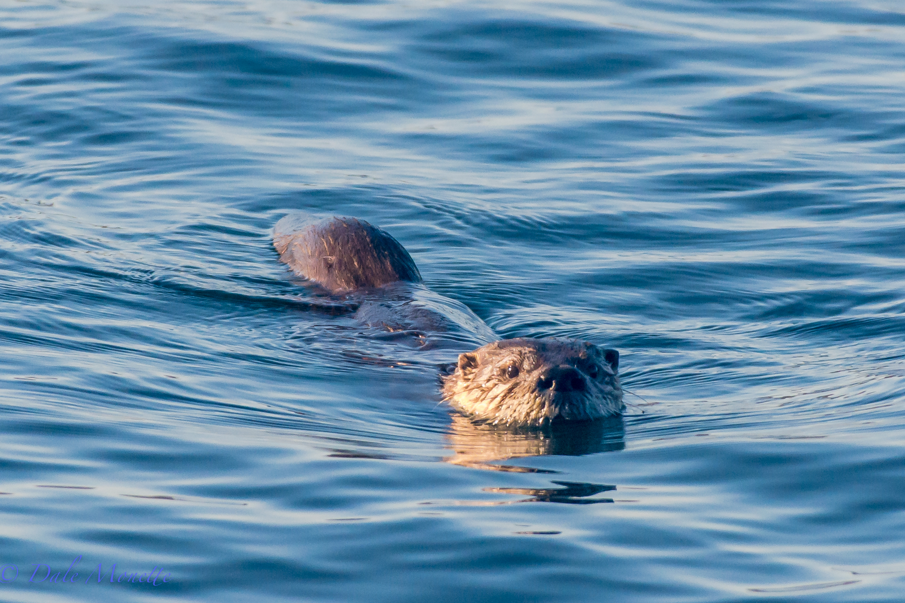 I was sitting on the shore up near the shoreline/forest line and had been there about 45 minutes when this otter came by. He heard the click of my shutter and turned around and came back to check it out. Ive seen them do this before as sometime their curiosity gets the better of them.