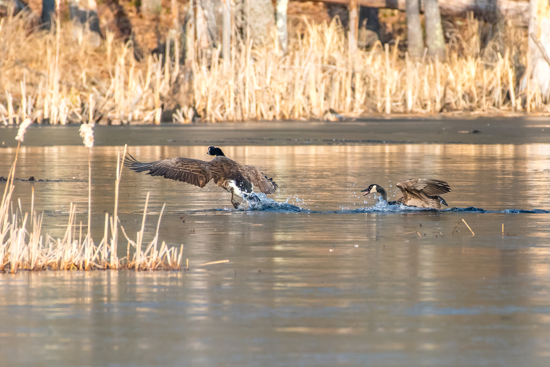   Here is one more Canada goose shot of the interloper being driven out of the pond that was already claimed. &nbsp;3/13/16  