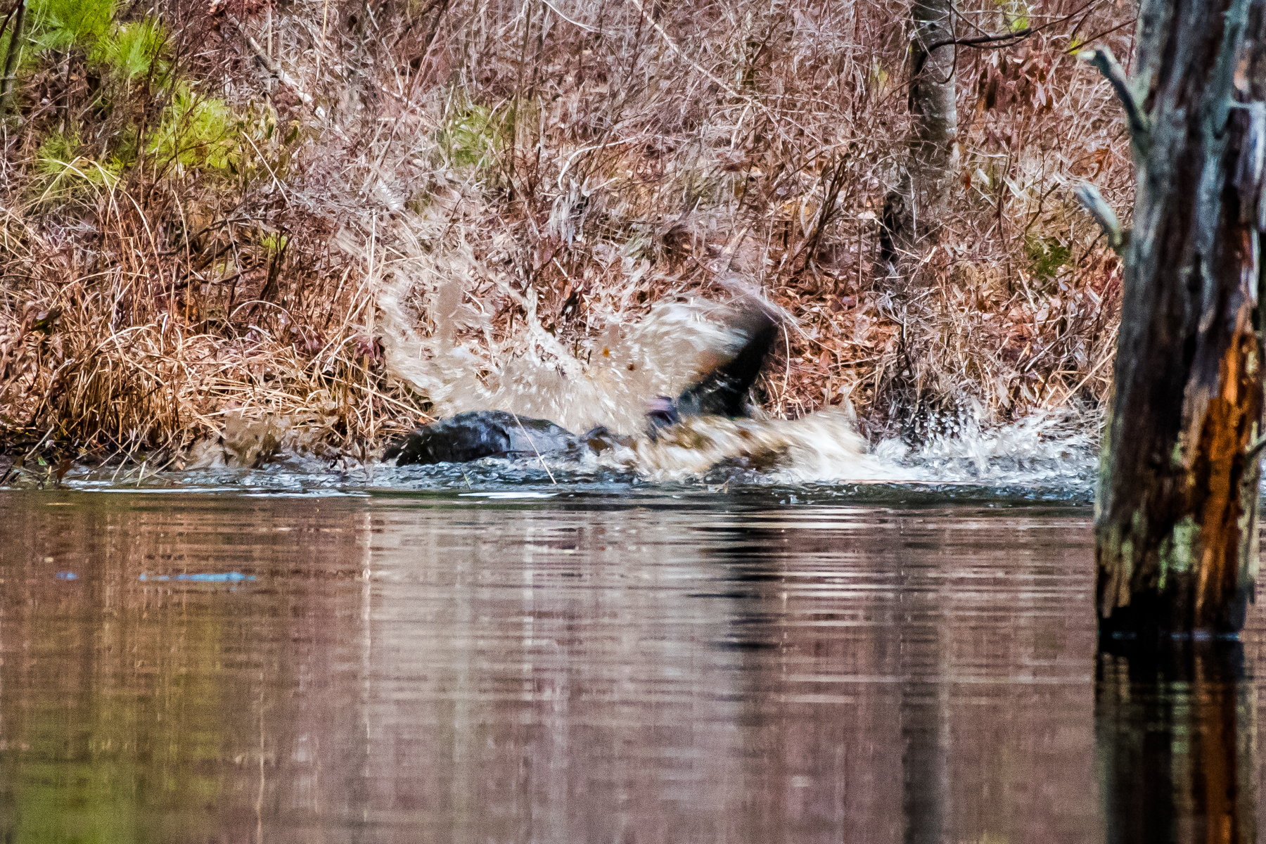   Today I watched 2 beavers duke it out. &nbsp;Over what Im not sure but this went on for 20 minutes or so, then they both swam away...... ! &nbsp;3/16/16  