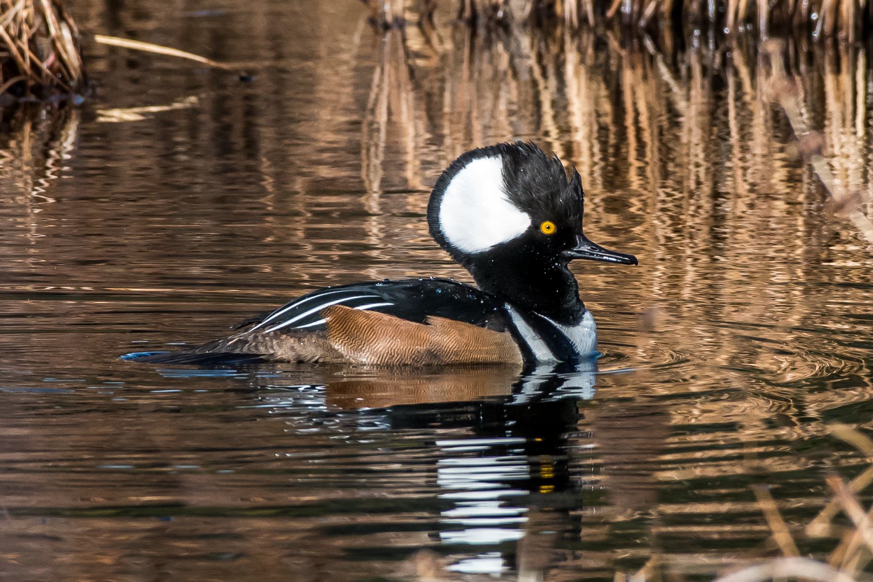   Here is a male hooded merganser. &nbsp;These great little ducks are everywhere here in the north Quabbin area as migration for ducks is in full swing. &nbsp;These guys like small ponds and can be found with wood ducks and ring necks. &nbsp;The will