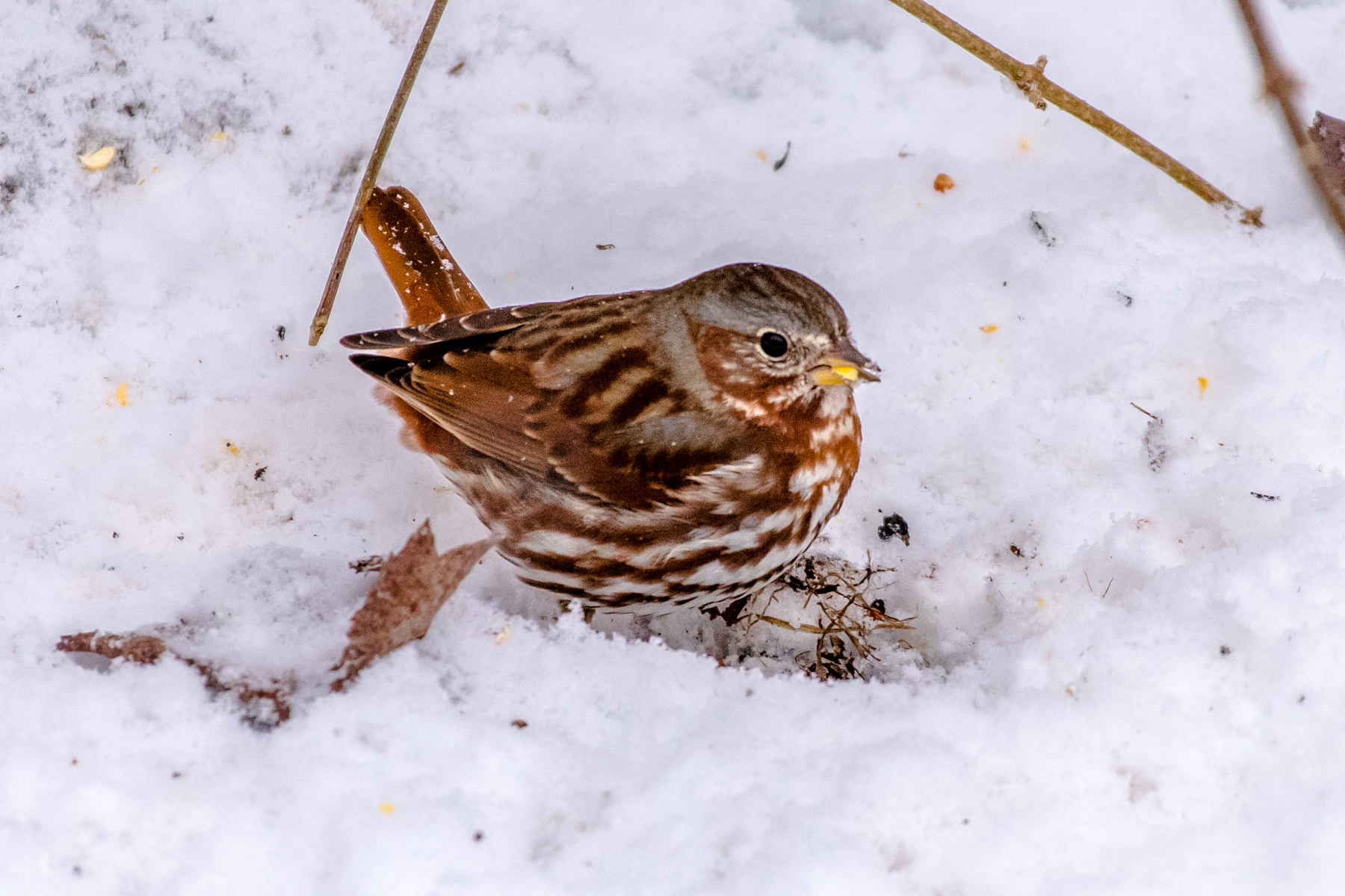 Fox sparrow
