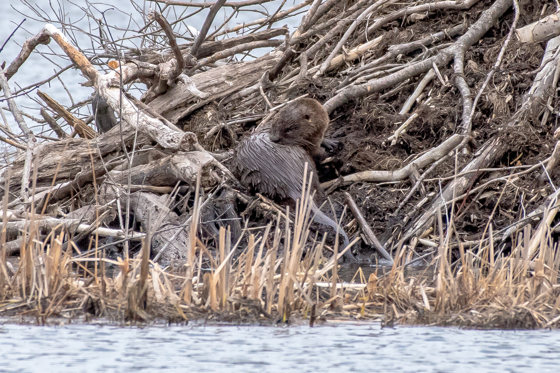 Here is the otter relaxing on a beaver lodge after feeding on fish all morning. I love these guys!! 3/23/16