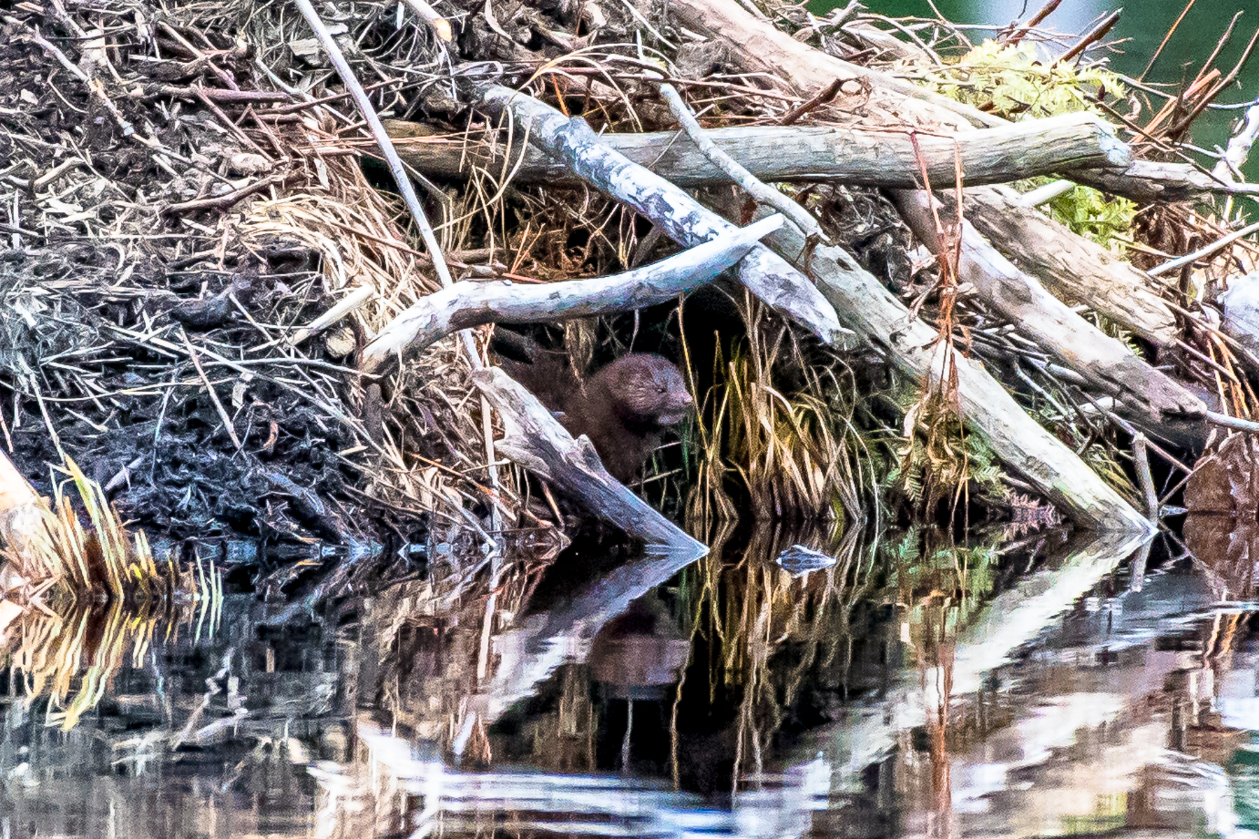   I watched a mink swim across a pond and hang out on a beaver lodge. Notice the small patch of white fur under his chin. He was there for about 15 minutes before moving on. &nbsp;3/23/16  