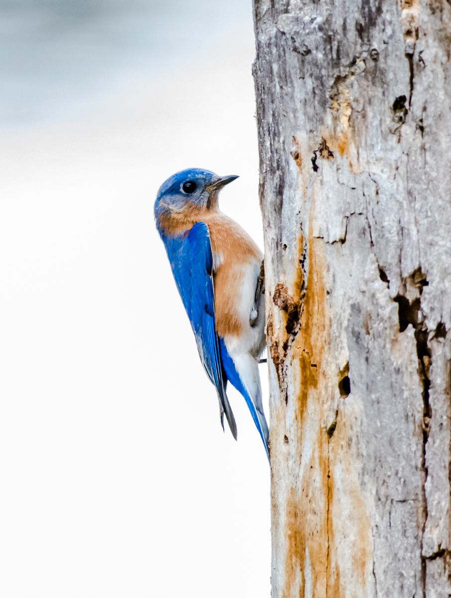   A male bluebird is inspecting a hole just out of view for a nnesting hole..... 3/21/15  