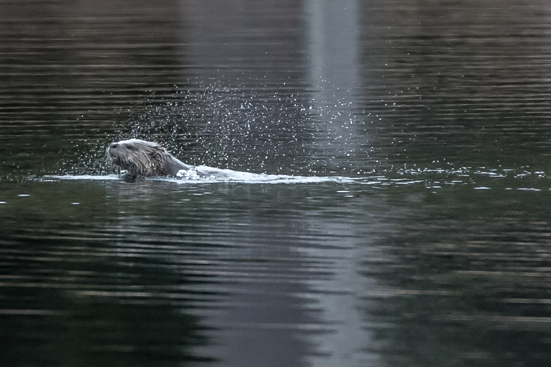   Ho Hum, &nbsp;another day, another otter     While sitting by a beaver pond this otter appeared fiercely fishing. &nbsp;Every time it surfaced it shook its head violently. &nbsp;I thought it would be fun to try to stop the action. &nbsp;3/26/16  