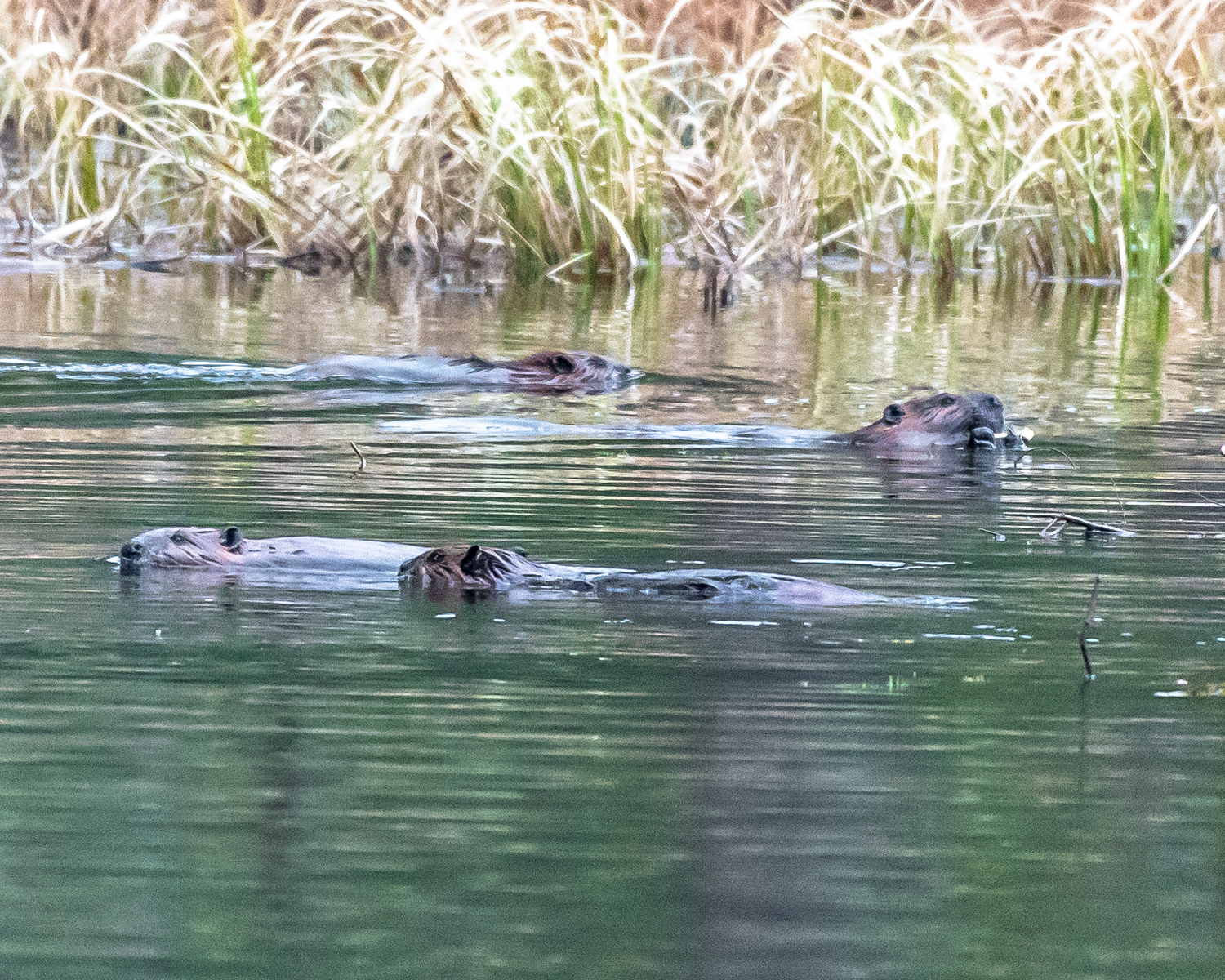   Here's four out of five beavers that are all living in a lodge and swamp in the Quabbin. &nbsp;By the size of them I think there are 2 adults, 2 one year olds and a two year old. &nbsp;They are a blast to watch. &nbsp;4/1/16  