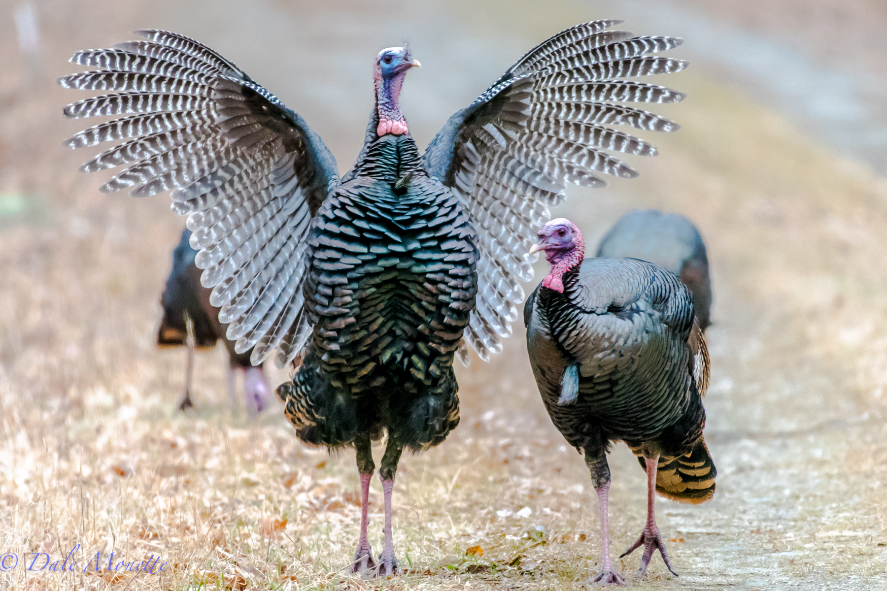 A female turkey from the flock in the last picture fluffs her feathers. Birds all do this from time to time to hook the little barbs back together that keep the feathers all in line. 