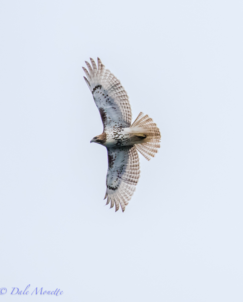   This beautiful red shouldered hawk came right over me twice in 2 hours. &nbsp;It was a good day as I also saw an osprey catch a fish right in front of me but the camera was in my backpack! &nbsp;4/7/16  