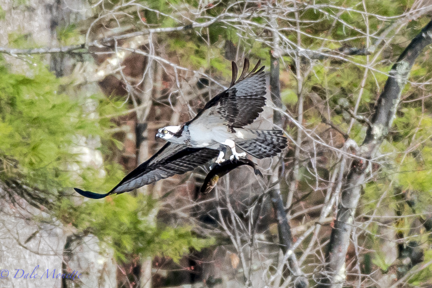   I spent 4 hours this morning watching for this guy to catch a fish so I could get a photo. &nbsp;He did, &nbsp;but it was behind some dead trees so I didn't see it. &nbsp;What he DID do was land in a tree 50 yards away from me after he caught it. &