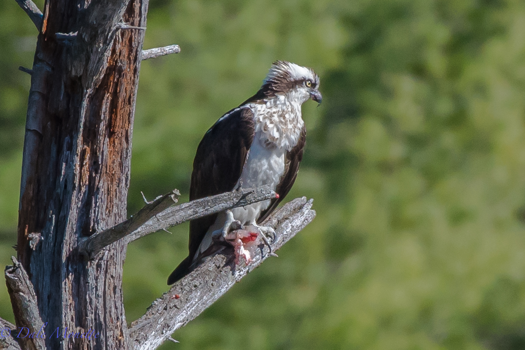   Here is the same osprey taking a break from eating his fish and catch some sun. &nbsp;4/9/16  