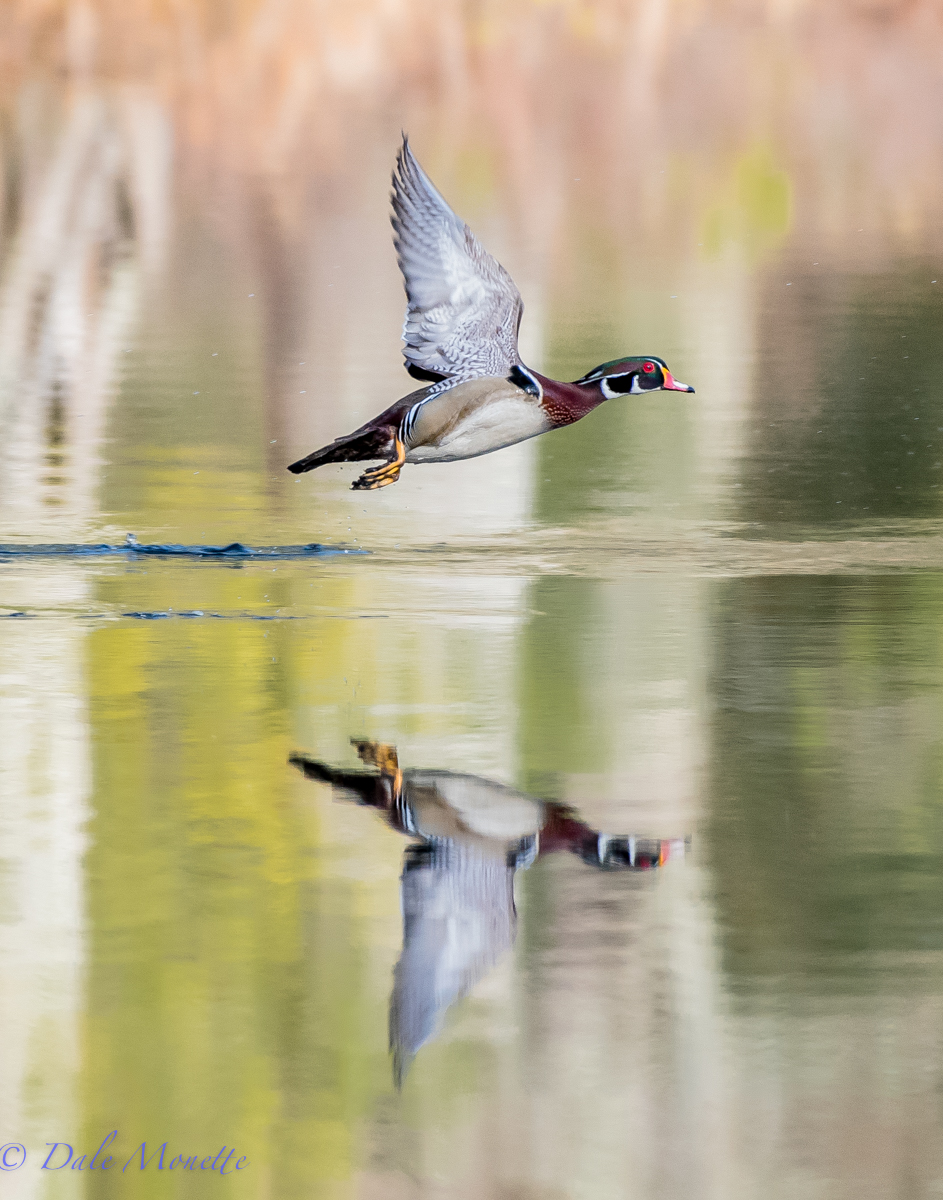 While watching the osprey in the following photos this pair of wood ducks landed a short ways away.  As they took off I was able to get this picture of the male.
