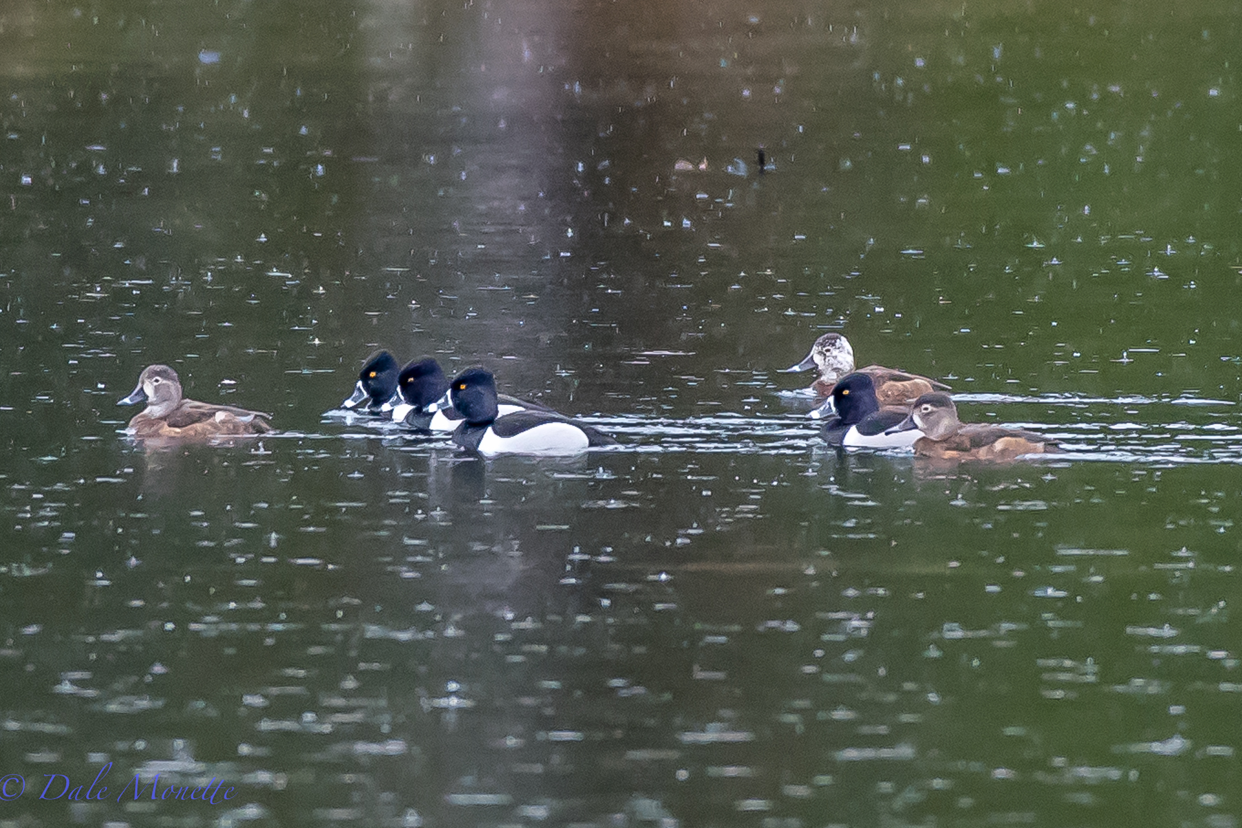   The rain kept me inside for a day and a half. &nbsp;I finally went out and it "rained on my parade" of ring necked ducks ! &nbsp;4/12/16  