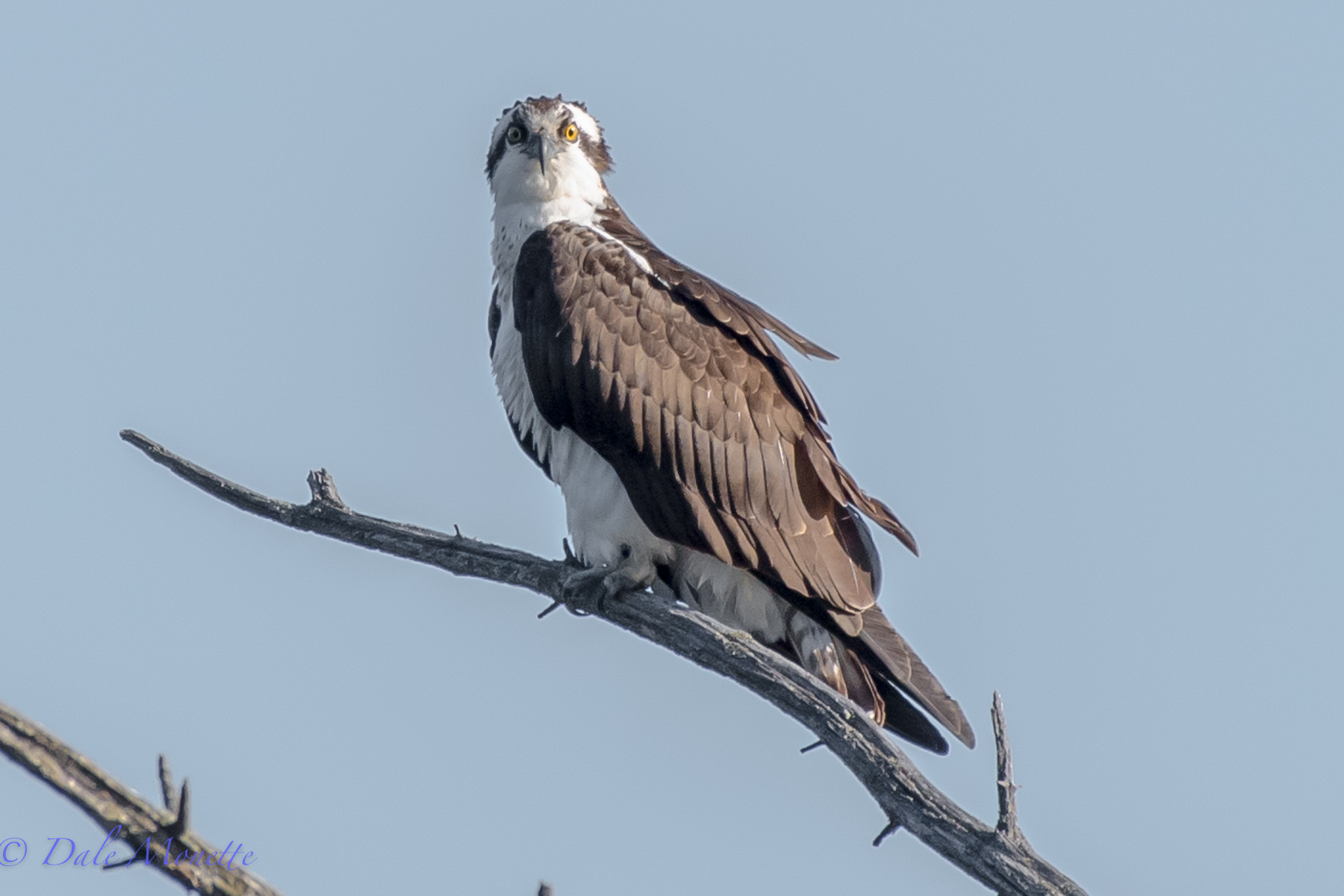   This osprey has been hanging around the beaver pond for a week now. &nbsp;This is todays picture &nbsp;(4/13/16). &nbsp;I suspect to see him gone on his way north any day now. &nbsp;Check out those wild eyes.... &nbsp;  