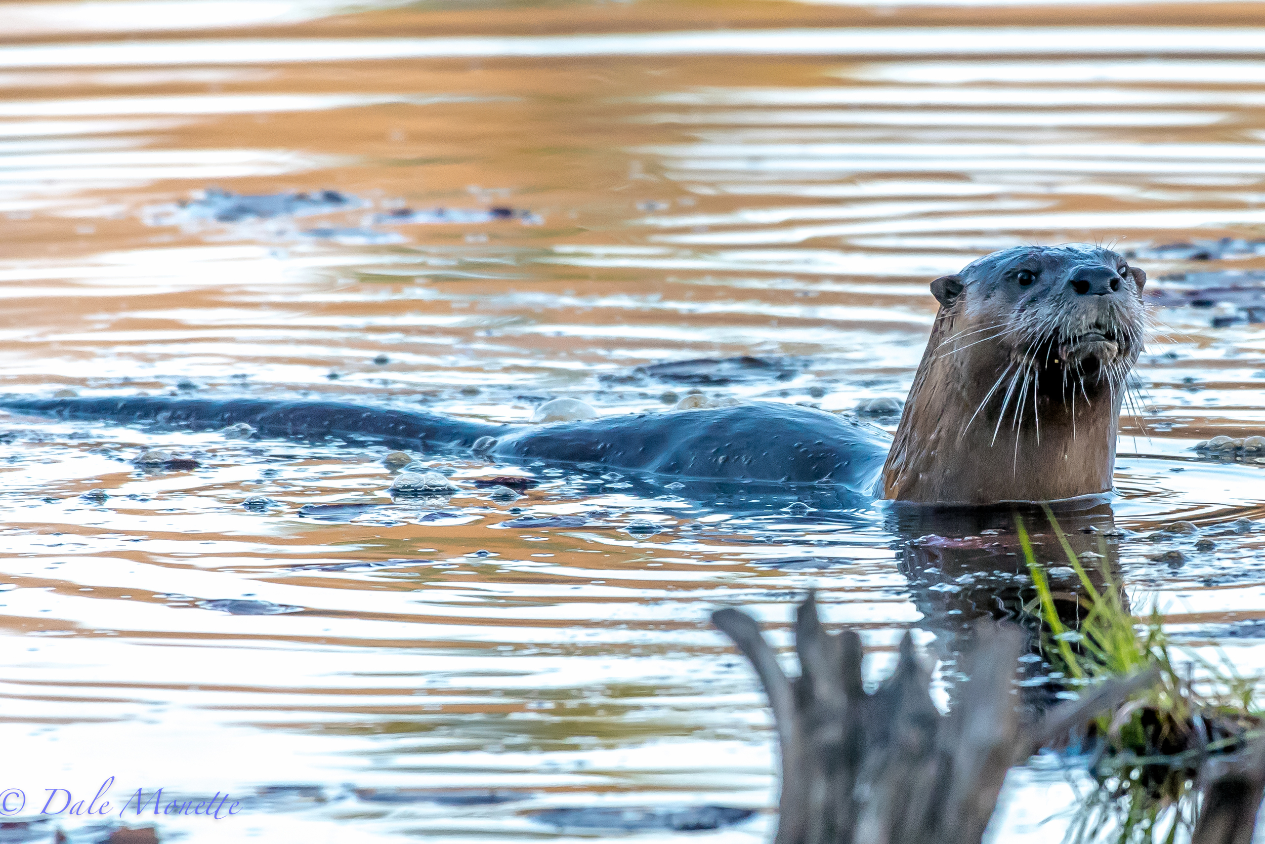   Five river otters magically appeared while I was sitting at the end of a swamp in the Quabbin. I watched them tear the place up for 90 minutes catching fish and playing. &nbsp;They also came out of the water to mark their territory 3 times in the 9