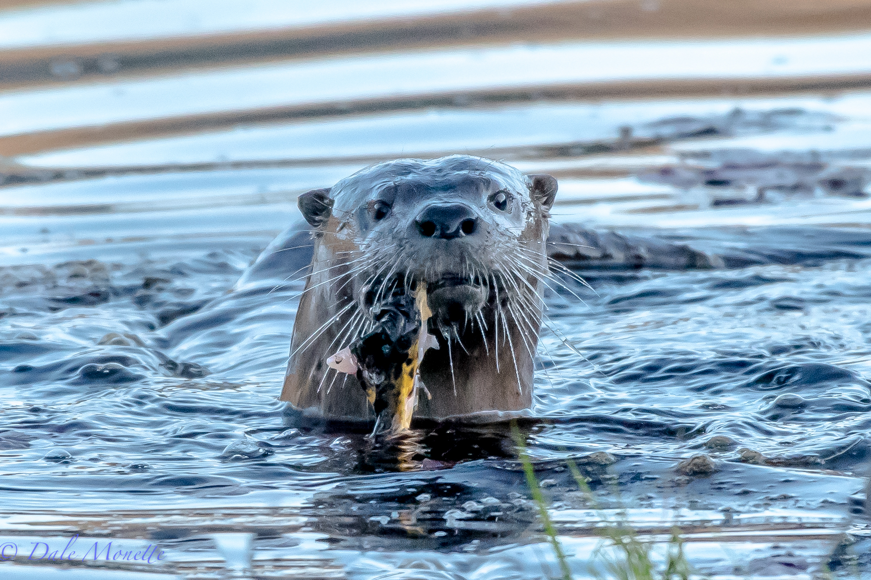   This otter invited me to breakfast. &nbsp;Luck for him I dont like sushi. &nbsp;All the more for him. &nbsp;At least he offered....  