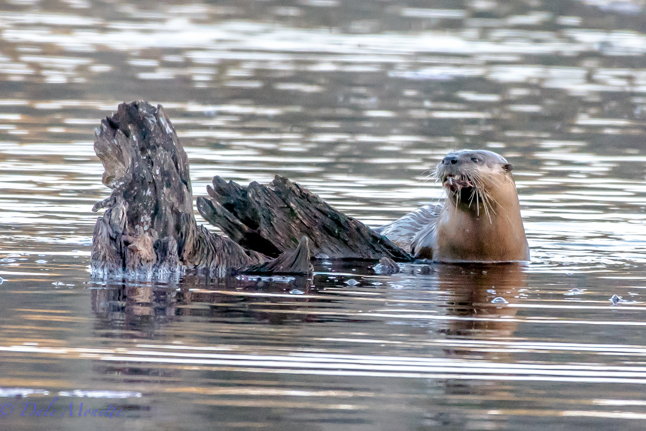   This otter popped up on the stump I usually see great blue and green herons fish from in the summer. He polished off a horn pout and left. &nbsp;  