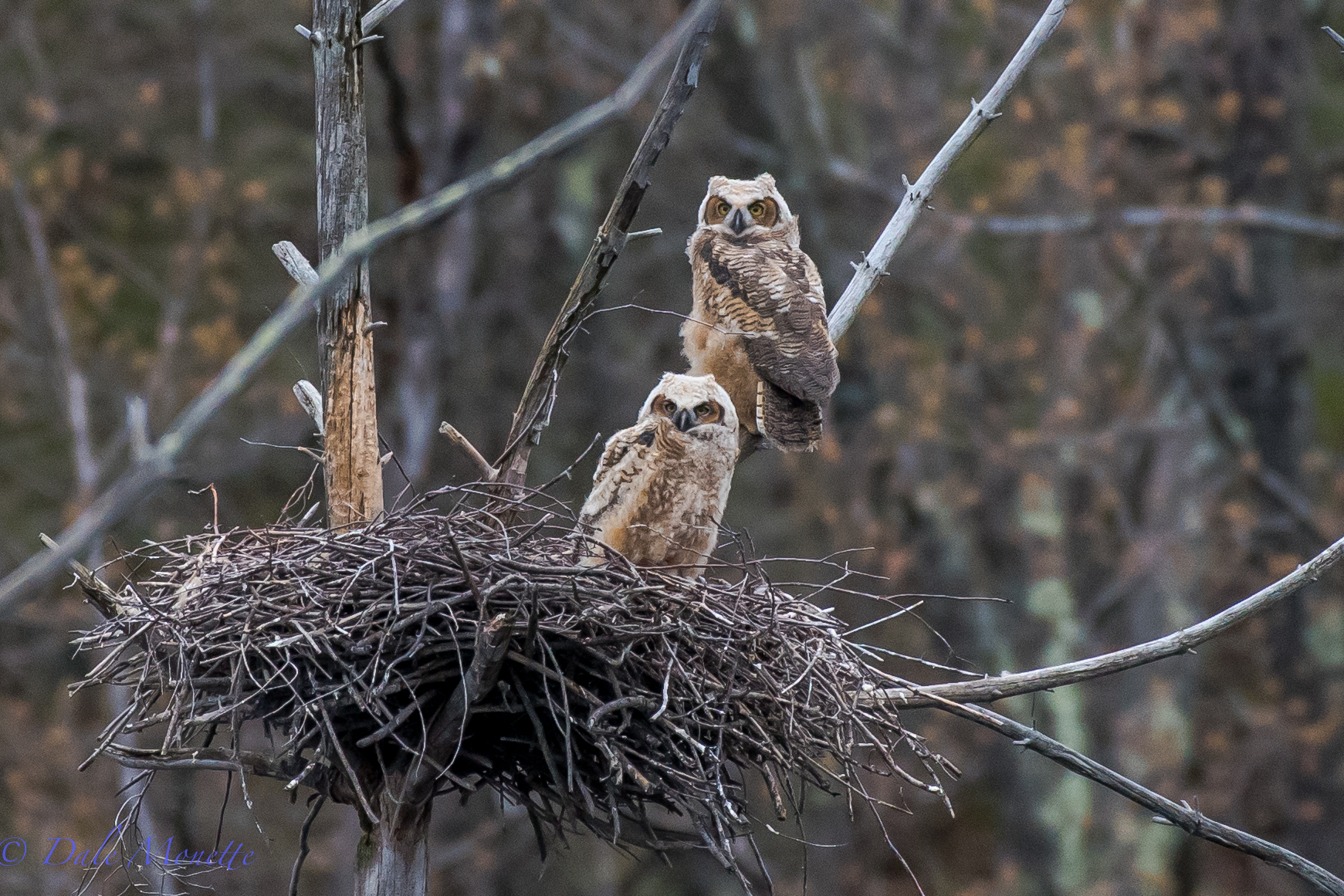   I spent 5 hours today with a good friend of mine watching a family of 5 great horned owls in east central Massachusetts. &nbsp;The 3 chicks are just about ready to leave the nest and flying around where they are nesting in an abandoned heron rooker