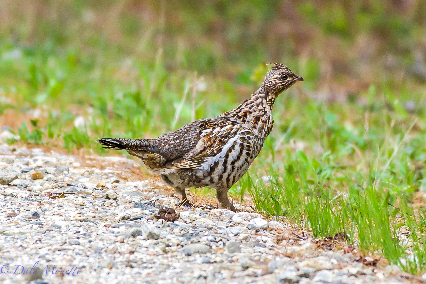 It took me 20 minutes to creep up on this ruffed grouse close enough to get a decent photograph this morning ! 5/6/16