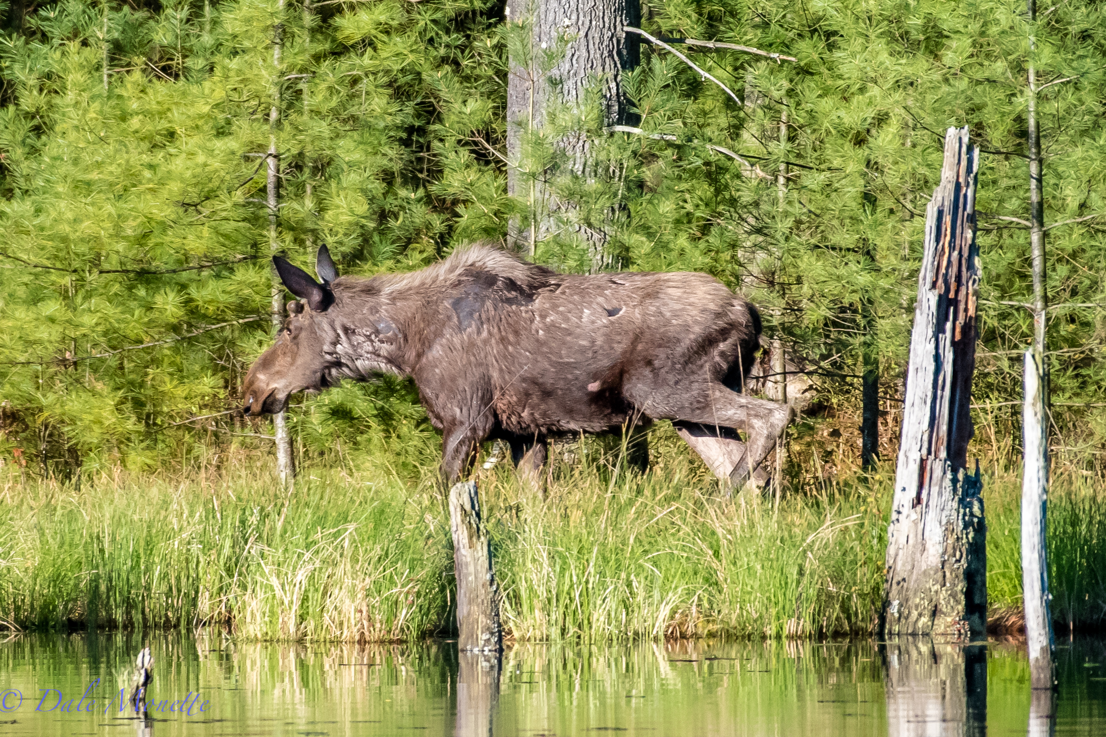    well well !!   &nbsp;  Look who tromped right through the other side on my swamp today !!...... A young bull moose looking pretty ratty while shedding his winter coat. You can see his new antlers already starting. He didnt hang around long..... 5/