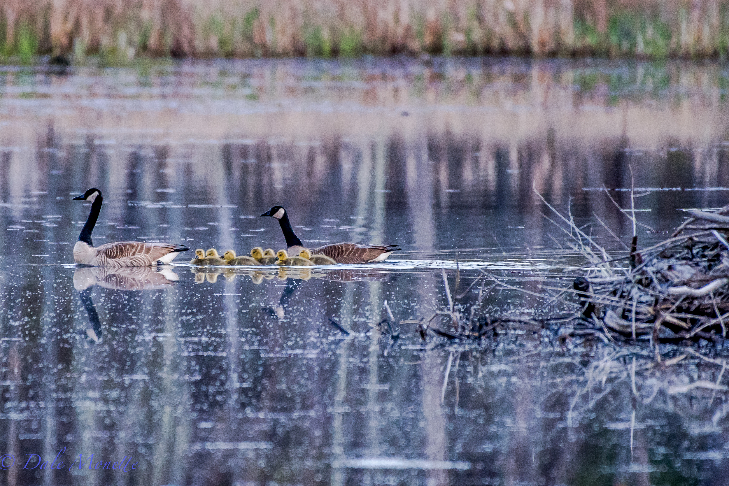   A morning cruise by the old apartment building. &nbsp;Remember the goose sitting on top of the beaver lodge nest? &nbsp;Here she is with seven chicks swimming by the lodge this morning. &nbsp;The chicks are 2 weeks old today. &nbsp;5/10/16  