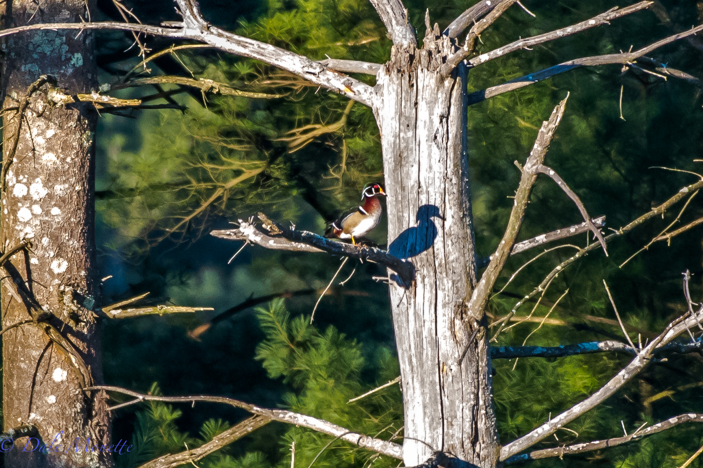   Here's a unique photo of a male wood duck sitting in a tree in the early morning sun in a beaver pond in the northern Quabbin watershed taken from about 200 yards away. &nbsp;5/11/16  