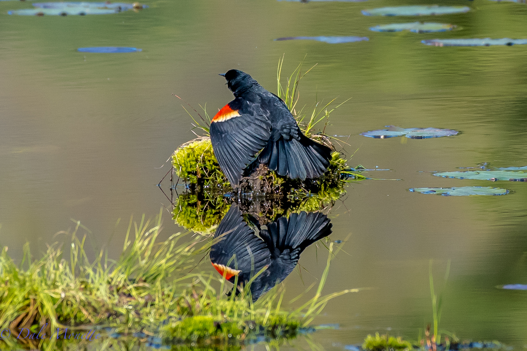   A red-winged blackbird calling from an old sunken stump in one of the many swamps about northern Quabbin. &nbsp;5/12/16  