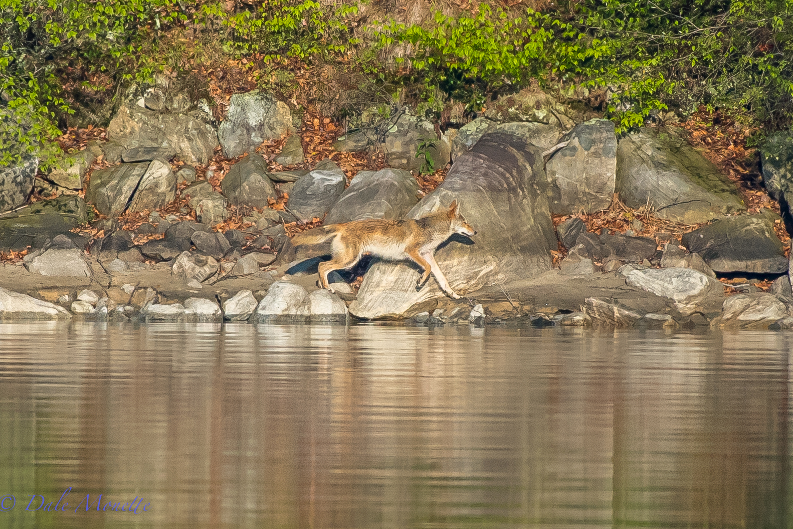   I sat for over an hour on the shore of Quabbin this morning. &nbsp;Finally this beautiful coyote came trotting along on one of the islands, &nbsp;It was worth the wait! &nbsp;5/14/16     