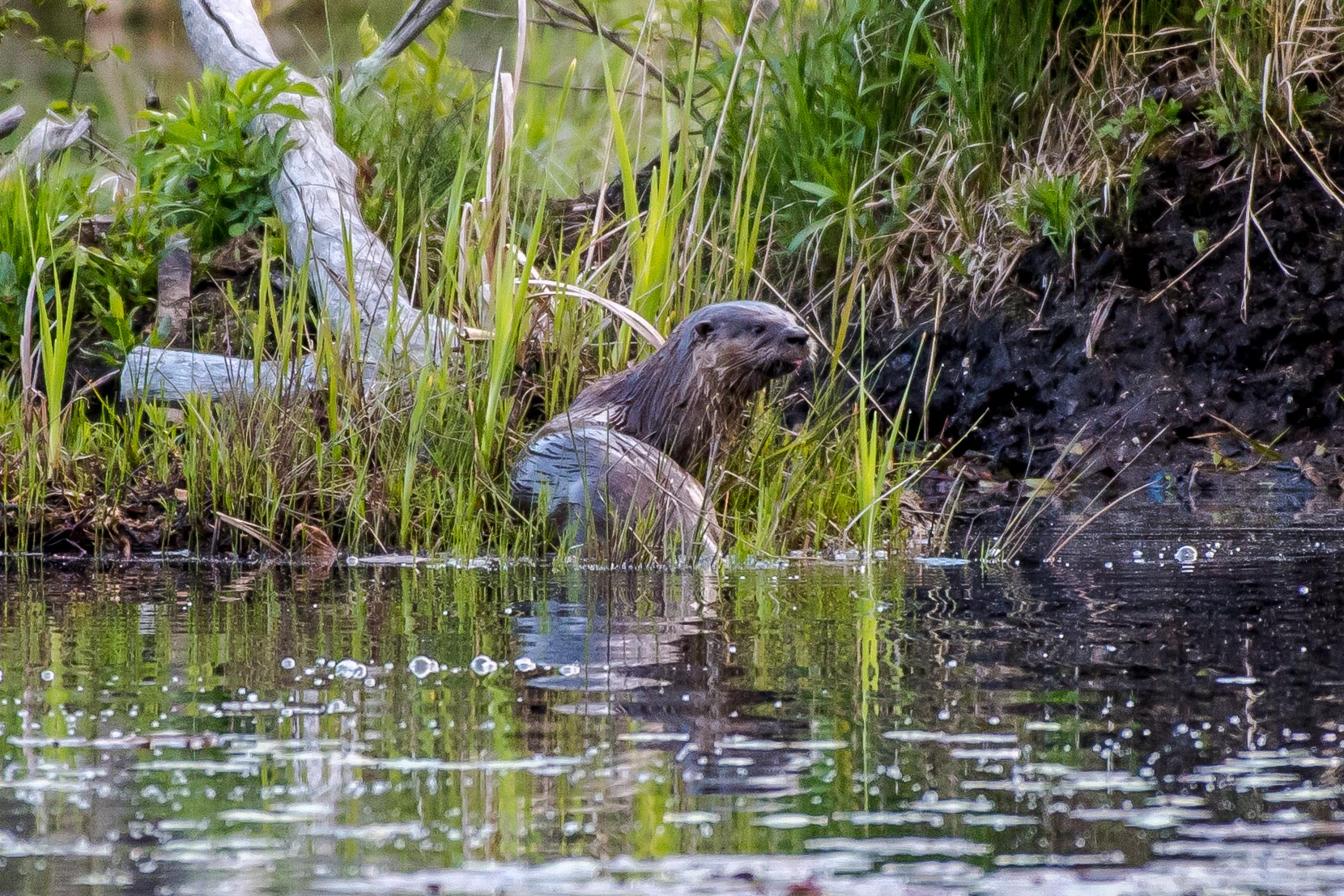   It seems lately everywhere I go I find northern river otters. &nbsp;I love these guys and could watch them and their antics all day. &nbsp;The just seem to appear, let me into a small portion of their day, and are gone as magical as they appear. &n