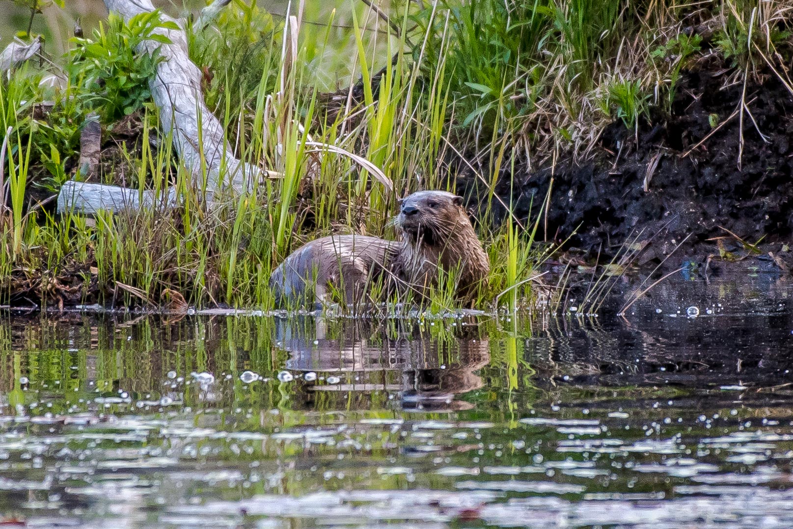   The same otter as in the last picture...... 5/18/16  