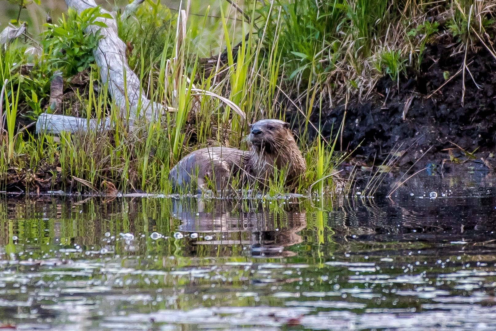 The same otter as in the last picture...... 5/18/16