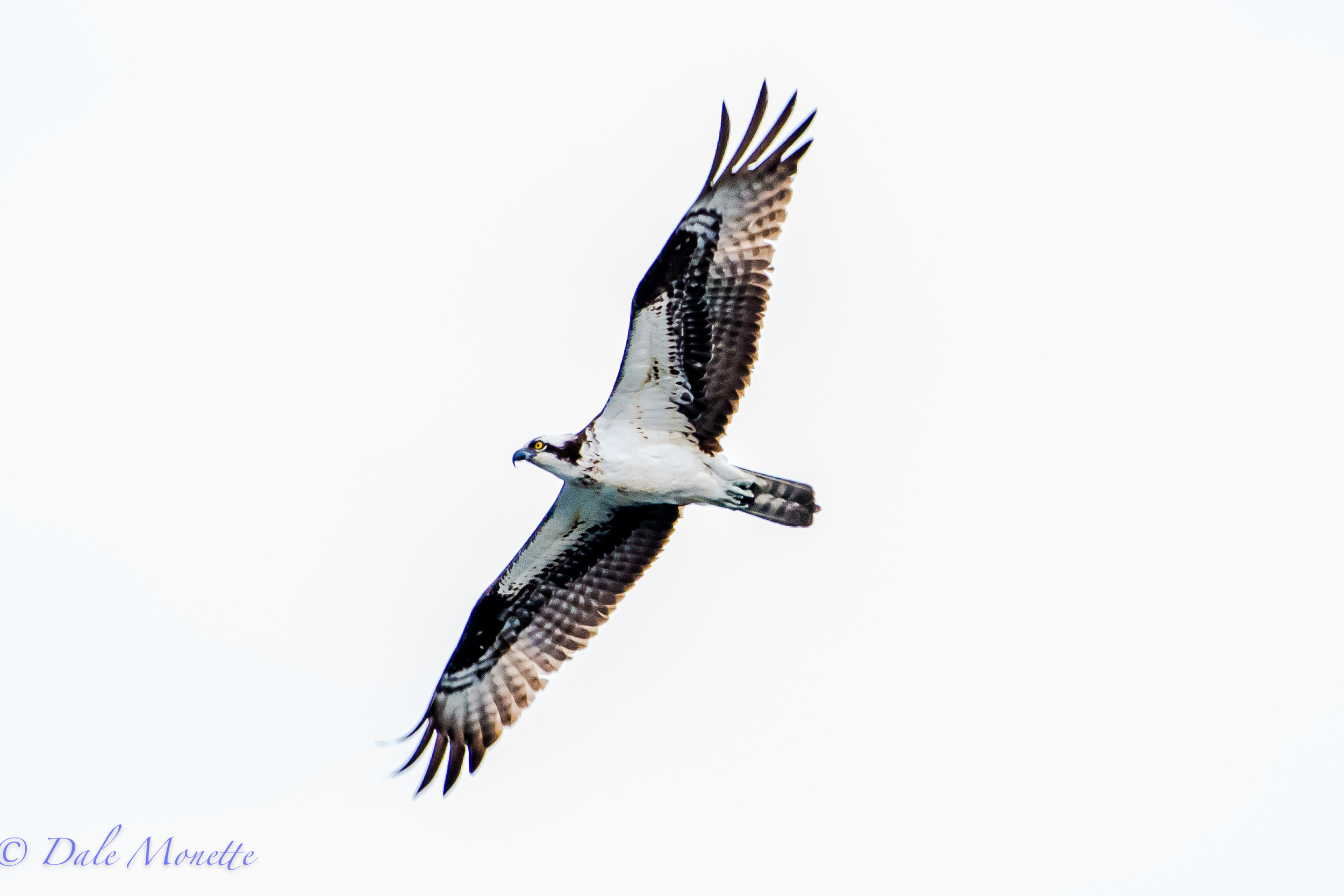 We had this beautiful osprey surprise us this morning during the loon survey at Quabbin. 5/19/16