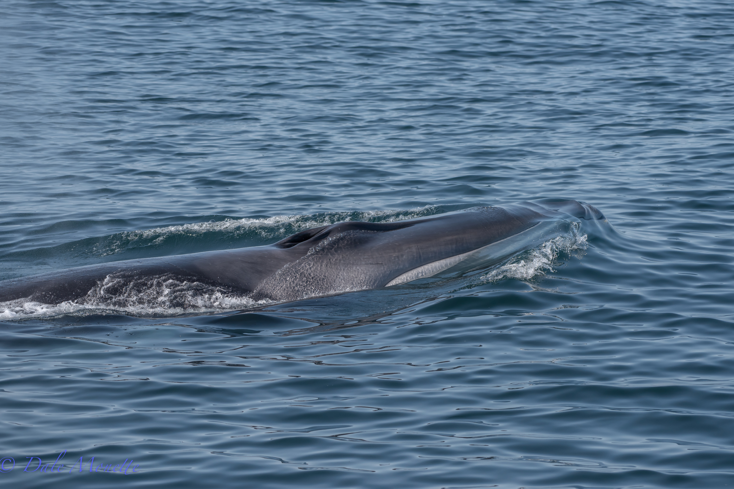    This is a Fin Whale found on yesterdays trip. They are the second largest living things on earth. They grow to be 70 feet long and weighs 80 tons. They live up to 100 years. They are swift and called the greyhounds of the sea. This one was found 3