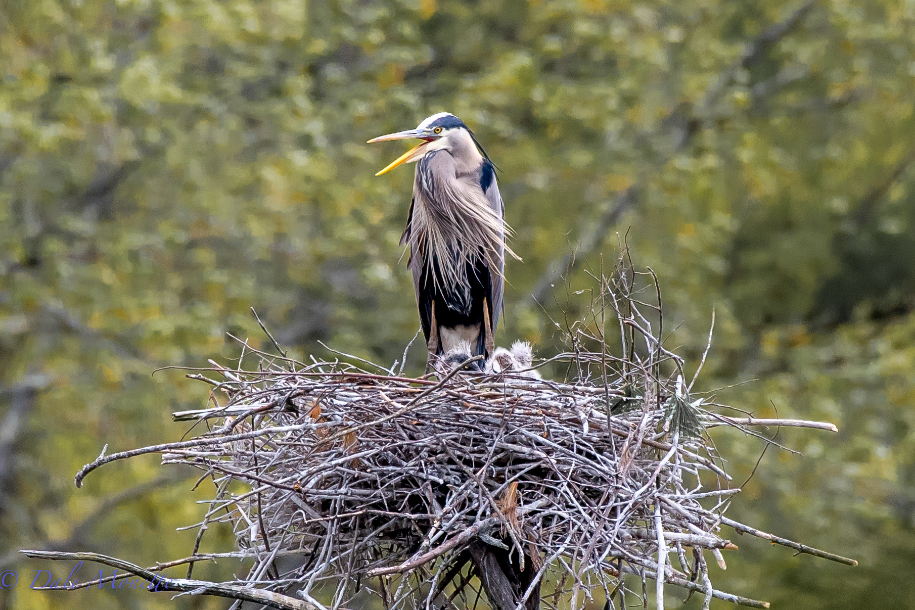 Ive been watching these herons from a far distance once a week for the last month or so because I knew there were eggs they were incubating and herons will move at the drop of a pin. Today I hiked in, crept up to where I could see through the trees and there they were ! 3 scruffy little great blue herons...
