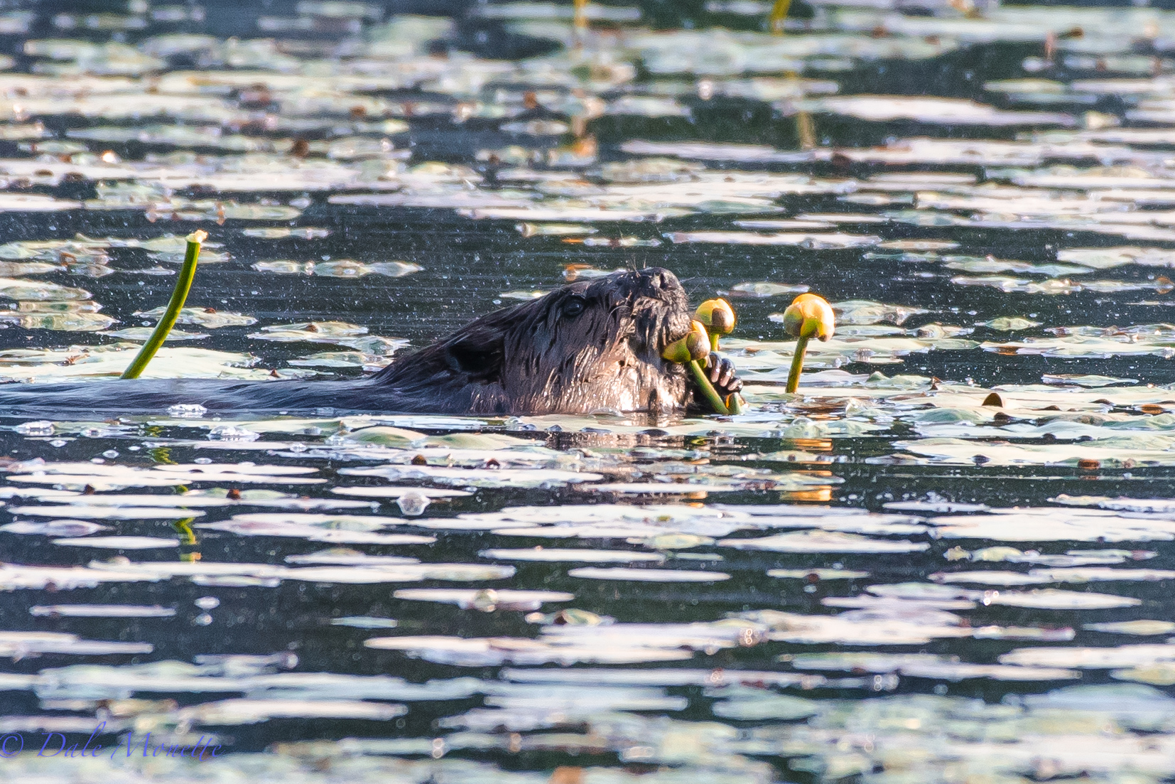   This beaver was eating water lily blossoms for breakfast today. &nbsp;I have seen this before and these guys seem to really like the stems also. &nbsp;5/23/16  