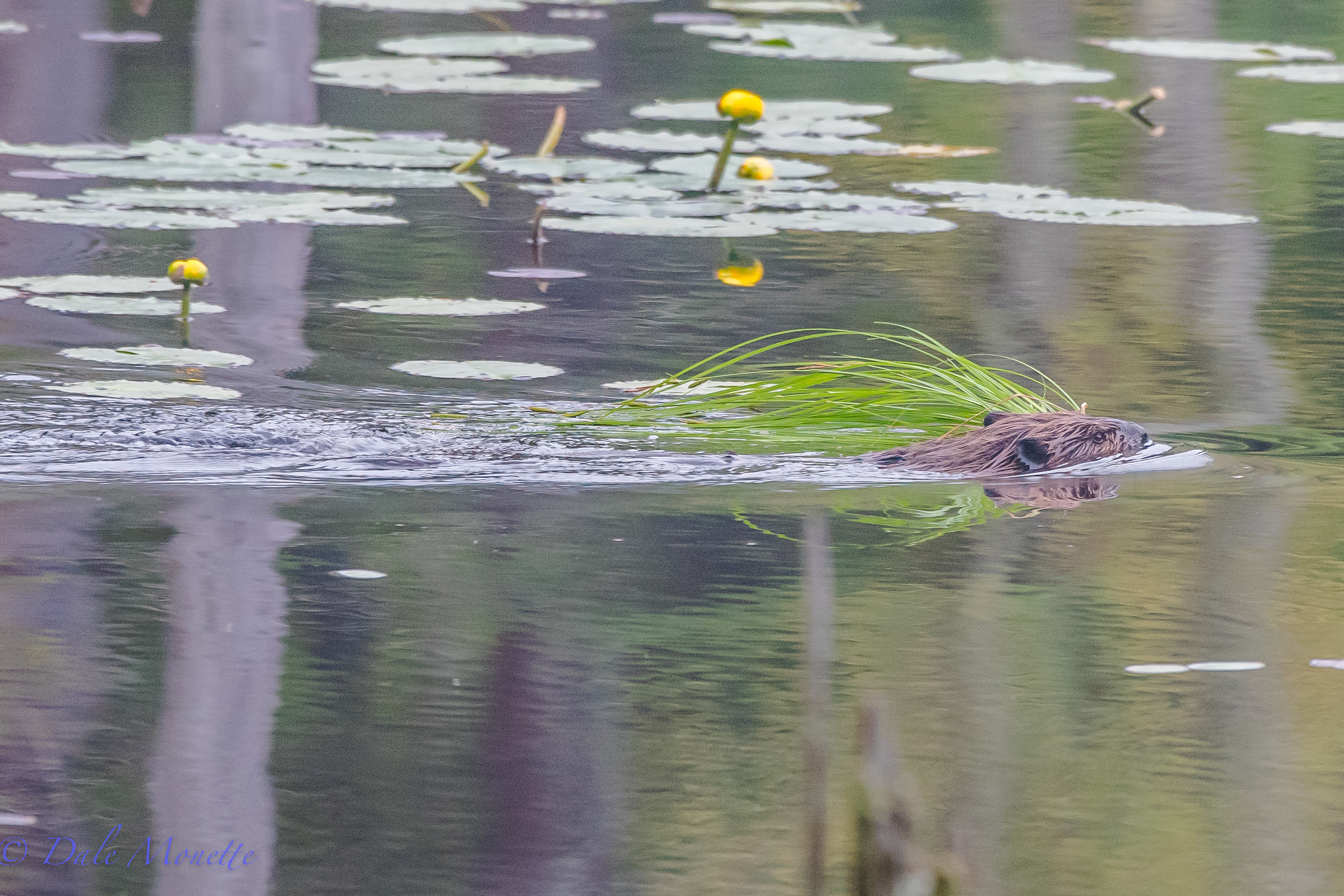   Heres a young beaver pulling a load of fresh grass back to the lodge for his younger brothers or sisters to sleep on. The kits should be making their first foray out into the big world soon. 5/25/16  