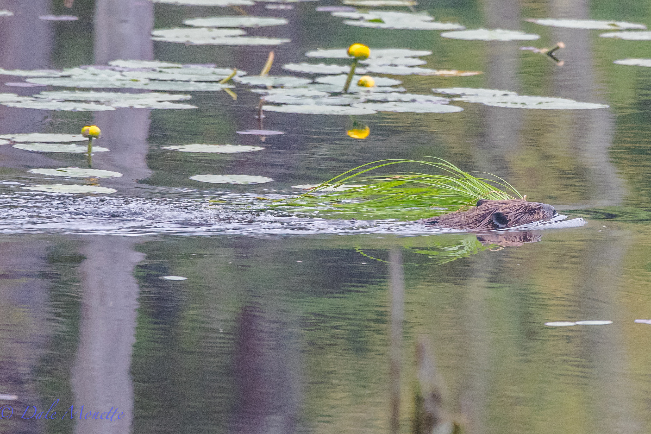 Heres a young beaver pulling a load of fresh grass back to the lodge for his younger brothers or sisters to sleep on. The kits should be making their first foray out into the big world soon. 5/25/16