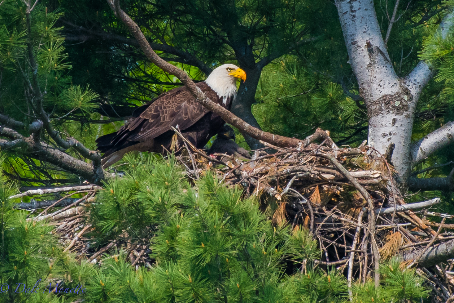 Here is an adult bald eagle at the Quabbin Reservoir with a 6 week old chick right below its chest. Any day I see an eagle its a good day. (taken on a loon survey from a boat at 100 yards with 500mm lens cropped to 750mm)