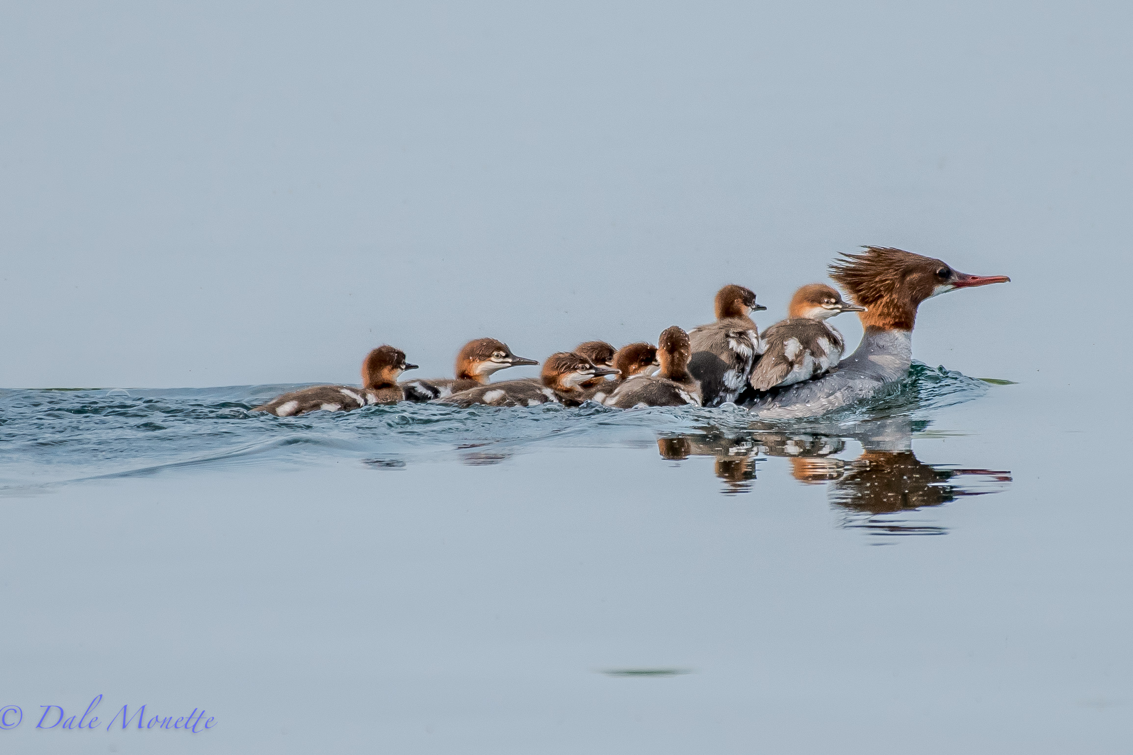   Memorial Day means lots of baby birds starting to appear. &nbsp;Here's a female common merganser with her 9 chicks in tow along the Quabbin shoreline. &nbsp;Nothing as cute as these little buggers ! &nbsp; 5/27/16  