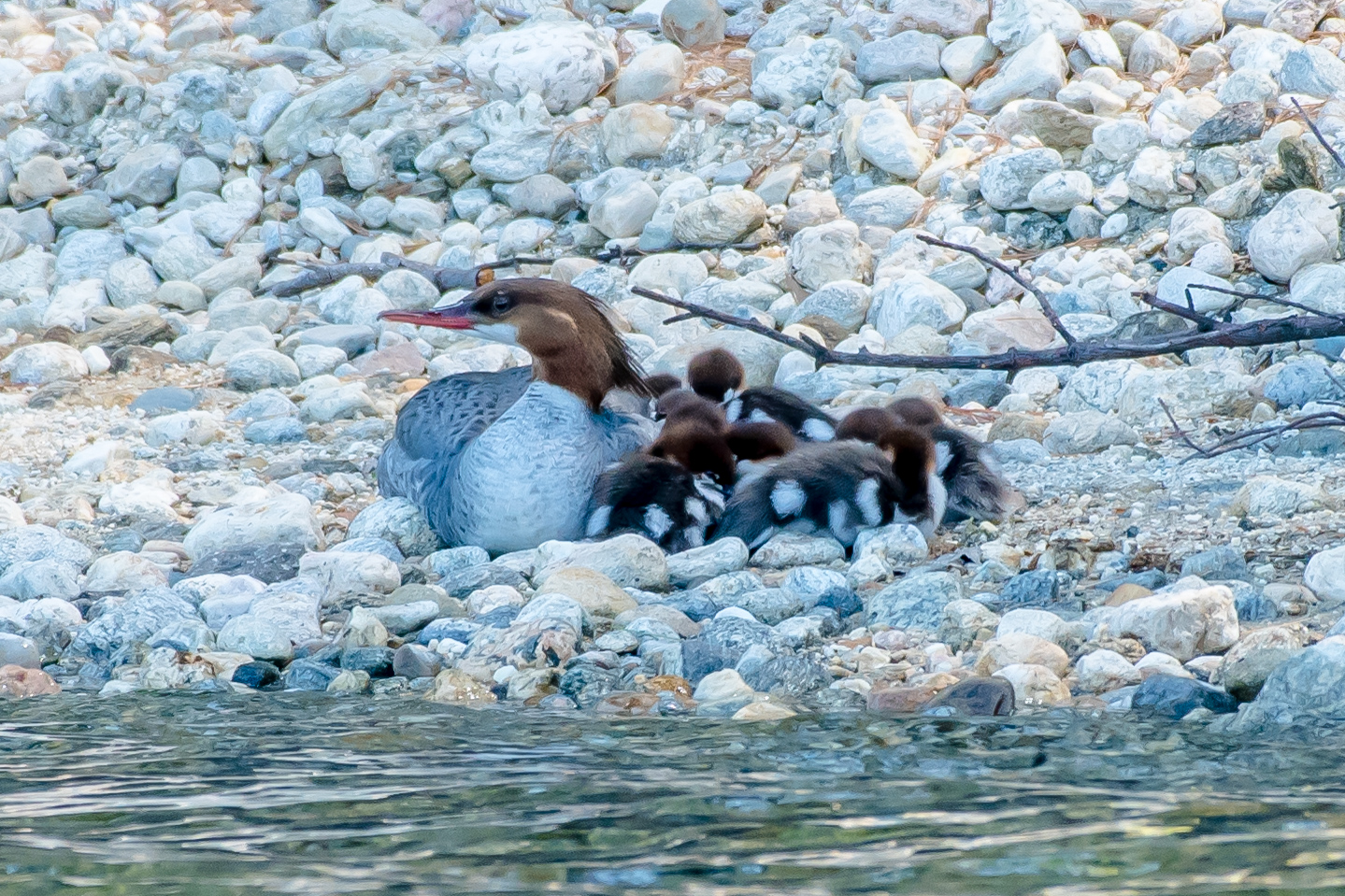   Here is another family of common merganser ducks resting with mom today along the Quabbin shore. &nbsp;Baby birds popping up everywhere! &nbsp;5/31/16  
