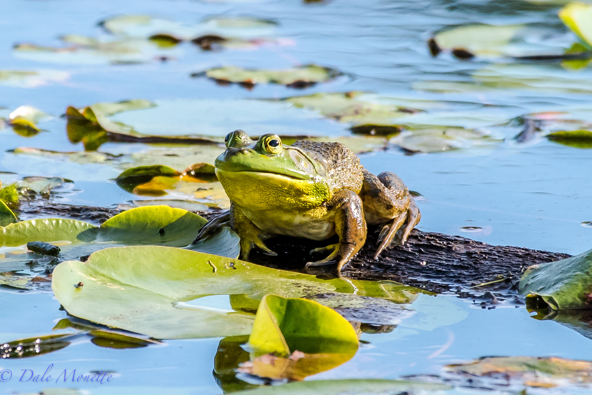 Ribbit !! A Big bullfrog was setting on this log catching flies..... 5/31/16