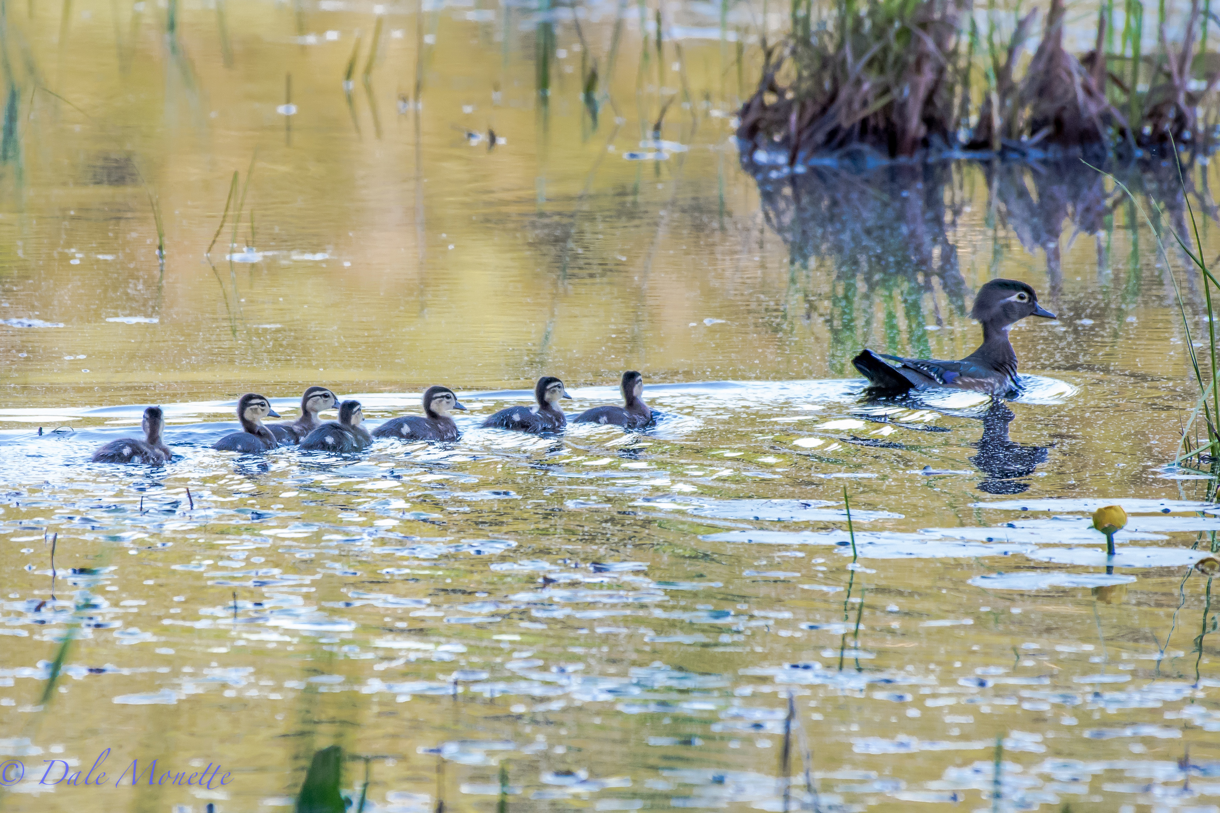 Early this morning I found the first batch of wood duck chicks of this year following mom around all over the beaver pond! Little yellow puff balls. 6/1/16