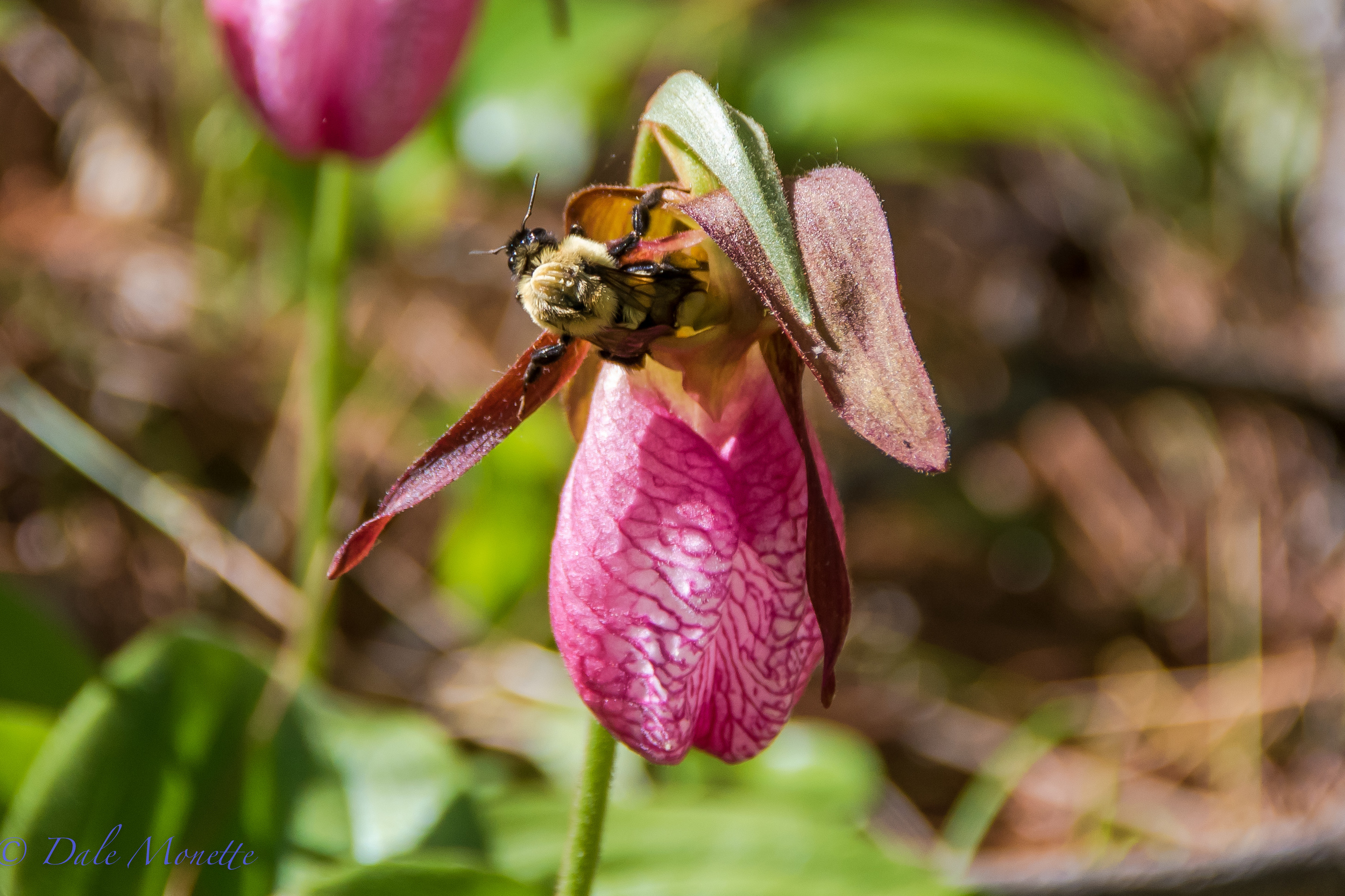   Lady slippers are out in full force right now in the Quabbin watershed. &nbsp;heres a bee that I watched go into the bottom of this flower and come out the top after about 2 minutes of buzzing around inside. &nbsp;6/2/16  