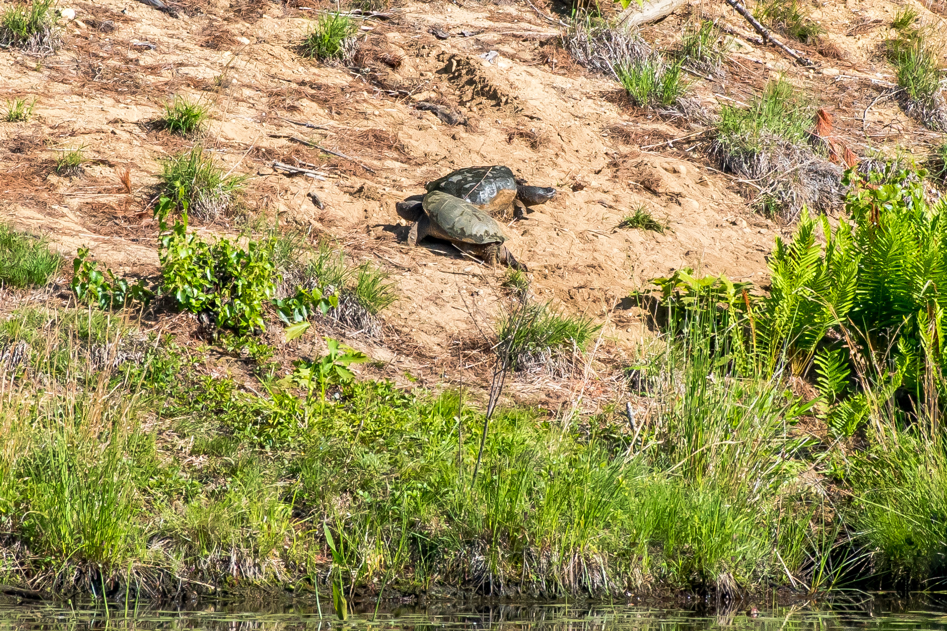   Here are two large snapping turtles about to lay their eggs at a sandy place on the waters edge. These snappers have historically been using this spot for years and years every June. &nbsp;The sex of the young turtles will be determined by how warm