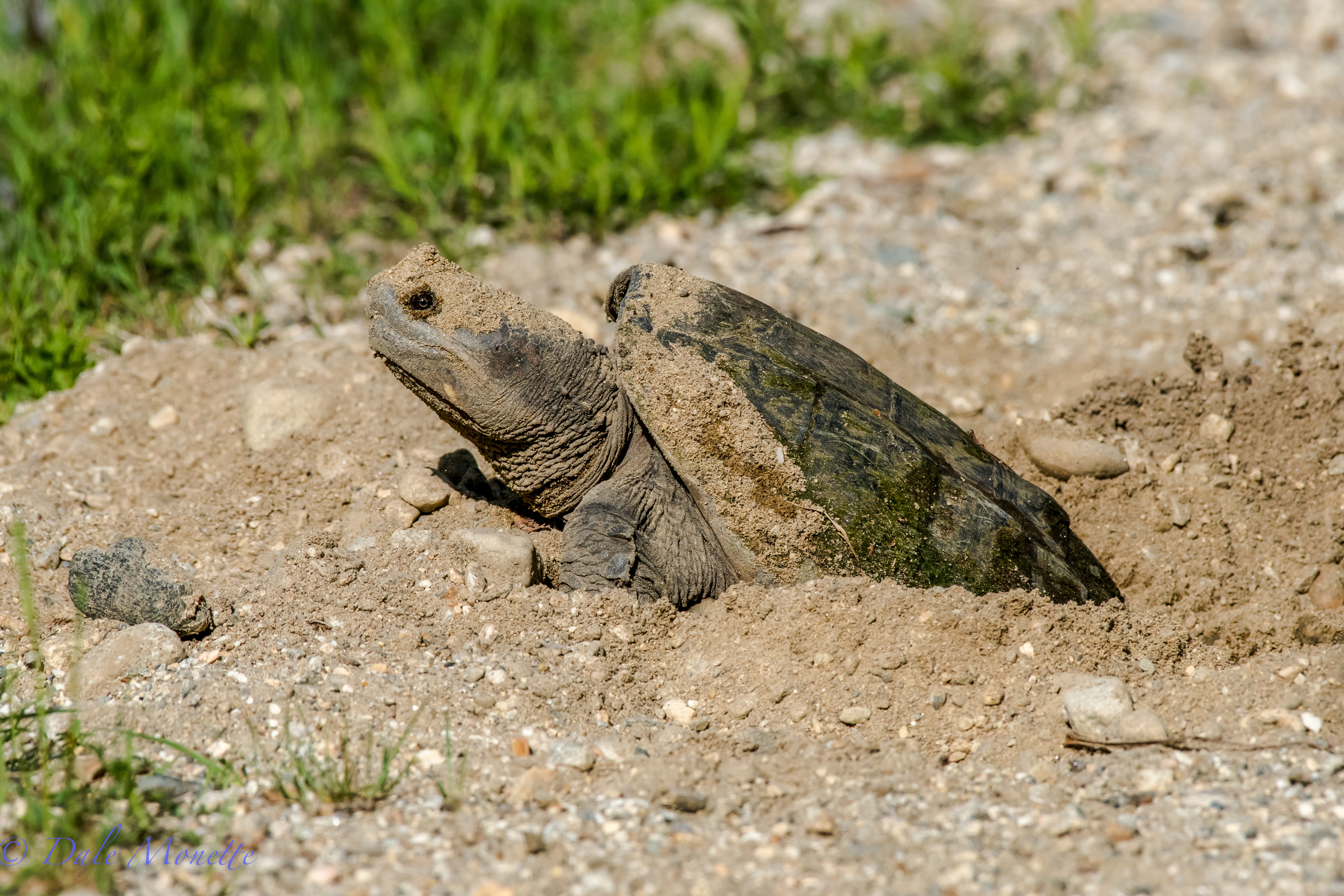 She looks prehistoric huh ? A female snapping turtle laying her eggs along the shore of the Quabbin Reservoir on June 1st. Lots of turtles out laying eggs as happens each June. Watch out when driving for turtles on the roads around wetlands. 6/3/16