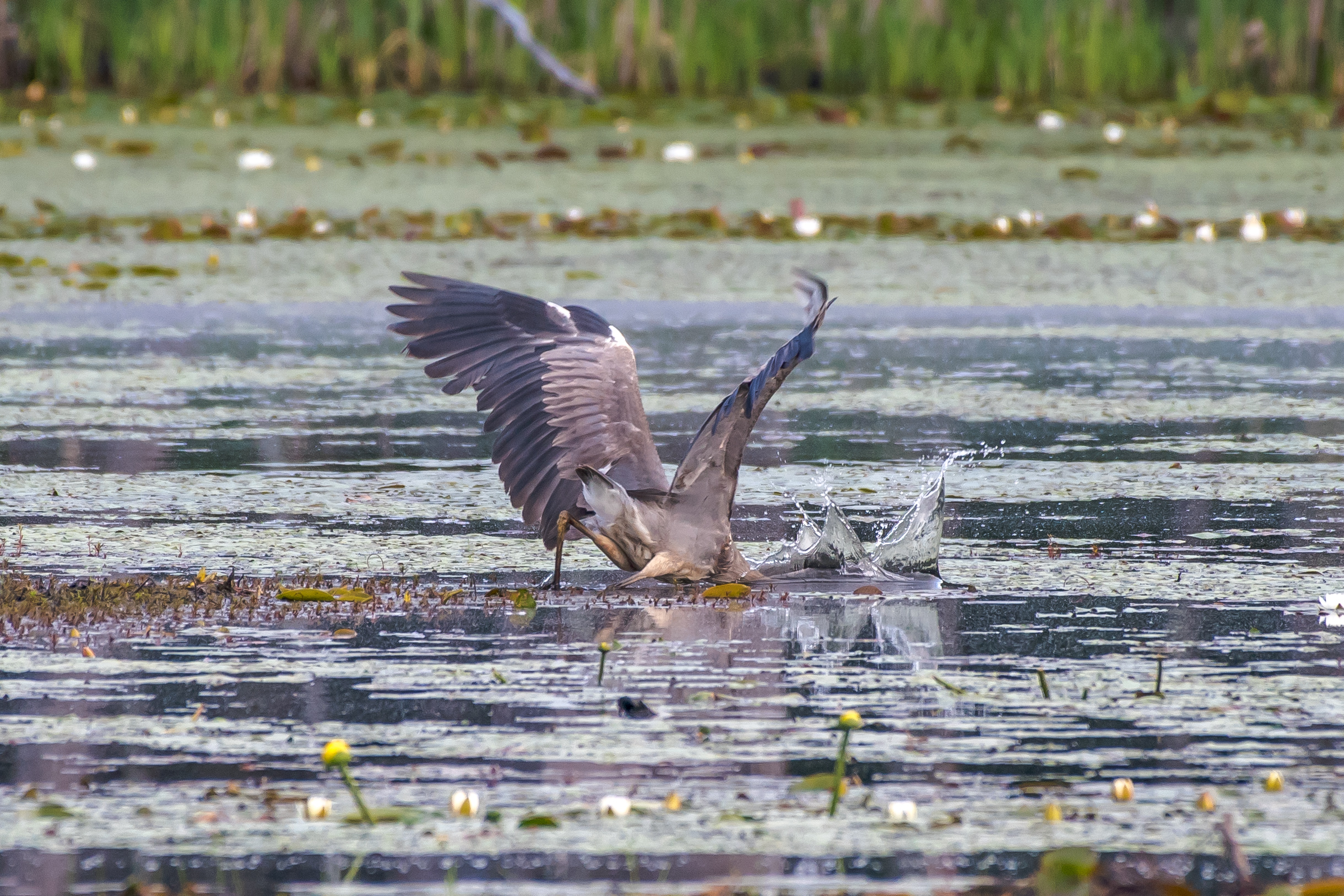 This great blue heron stabs at breakfast. The water in the beaver ponds is slowly dropping and its making great fishing grounds for these guys..... 6/2/16
